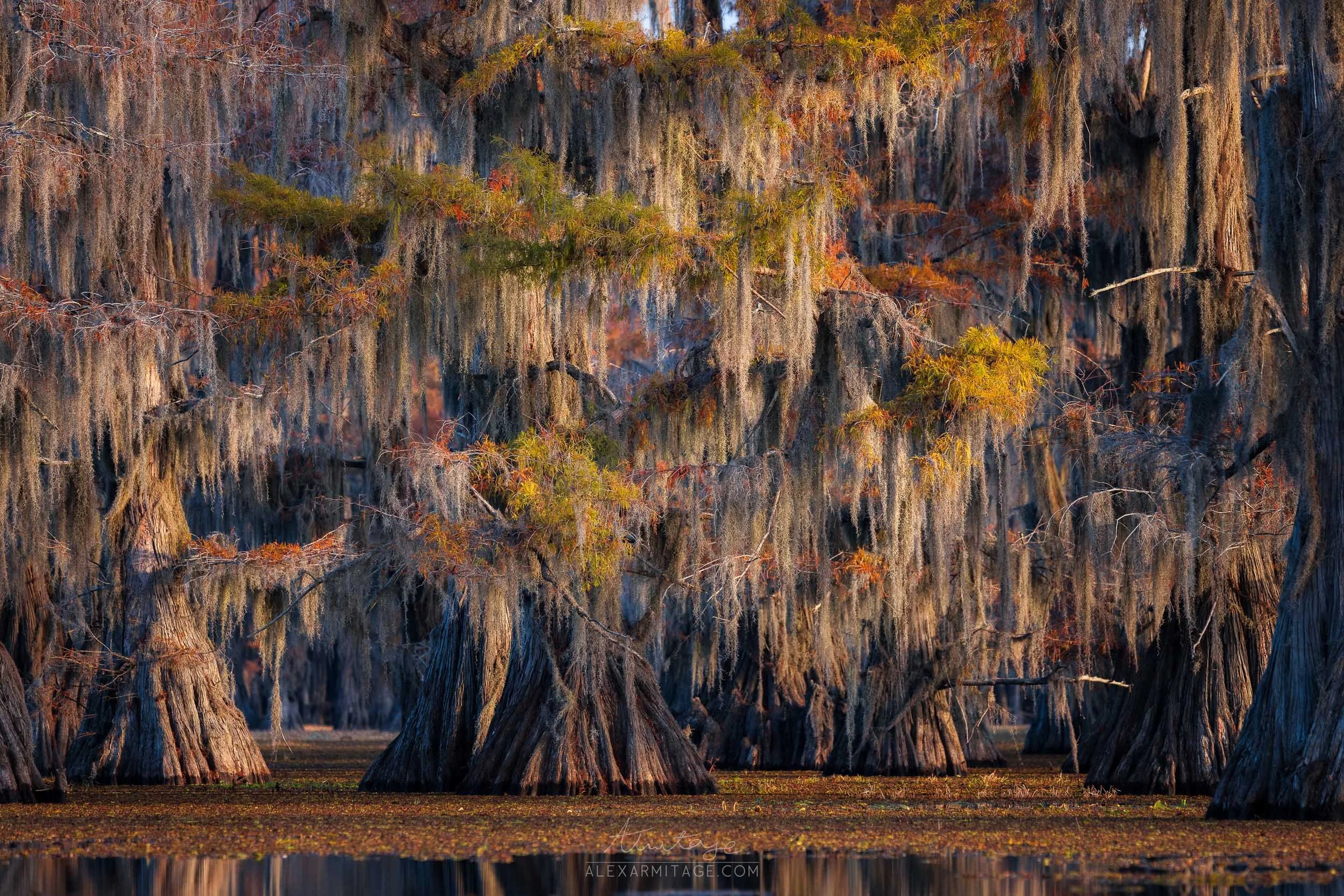 Swamp with large cypress trees draped in Spanish moss, reflecting calm water, during fall with some orange and yellow leaves.