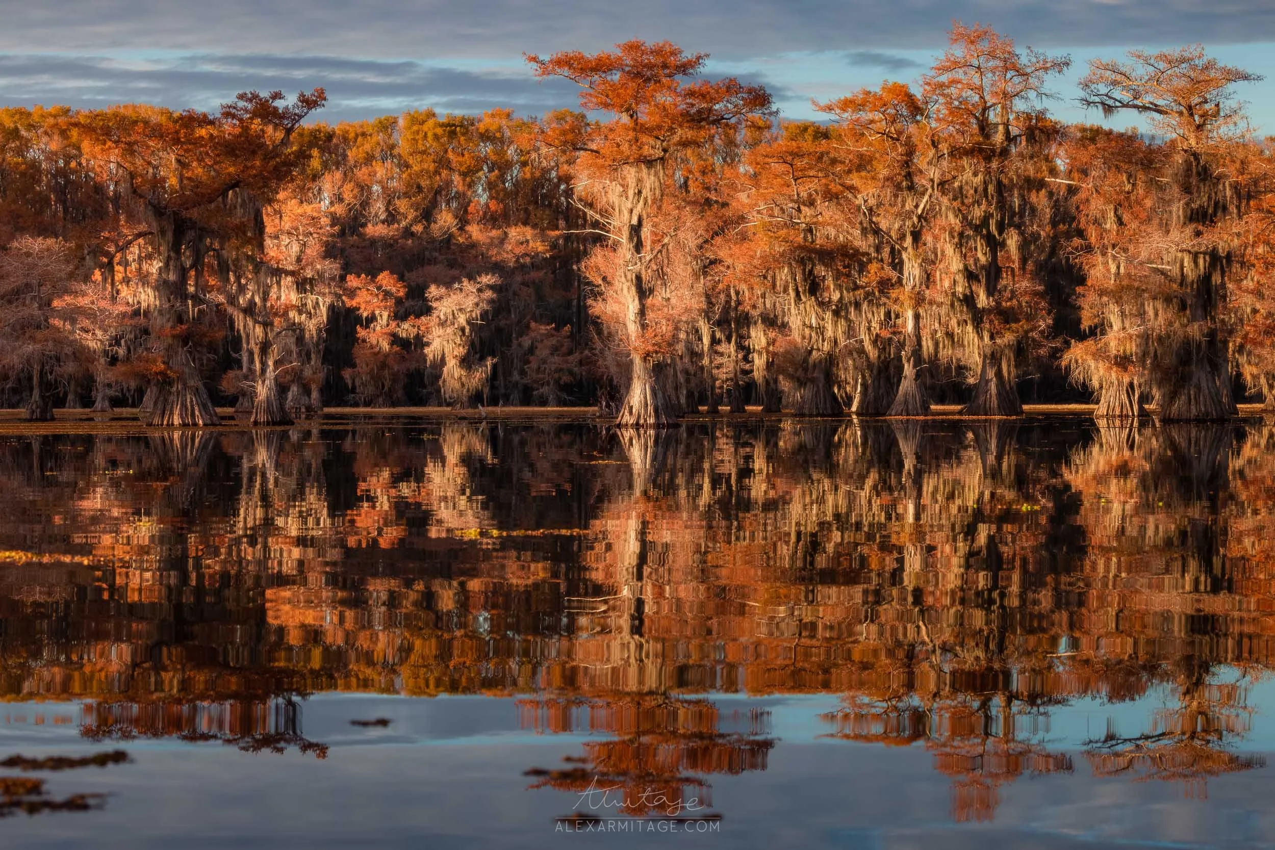 A forest of cypress trees with autumn-colored leaves reflect in the calm water of a swamp or lake, with a cloudy sky overhead.