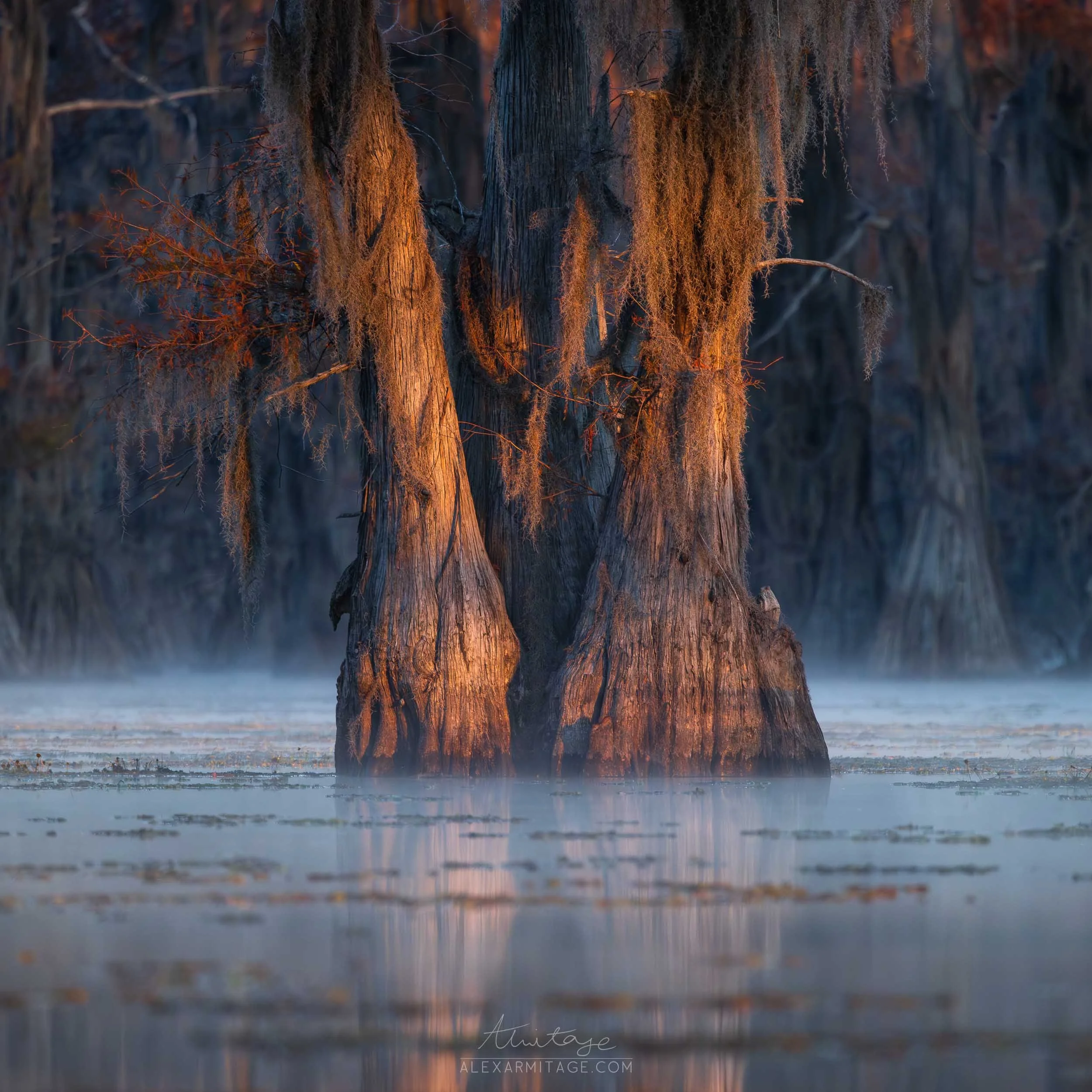 Two cypress trees partially submerged in misty water at dawn or dusk, with Spanish moss hanging from the branches.
