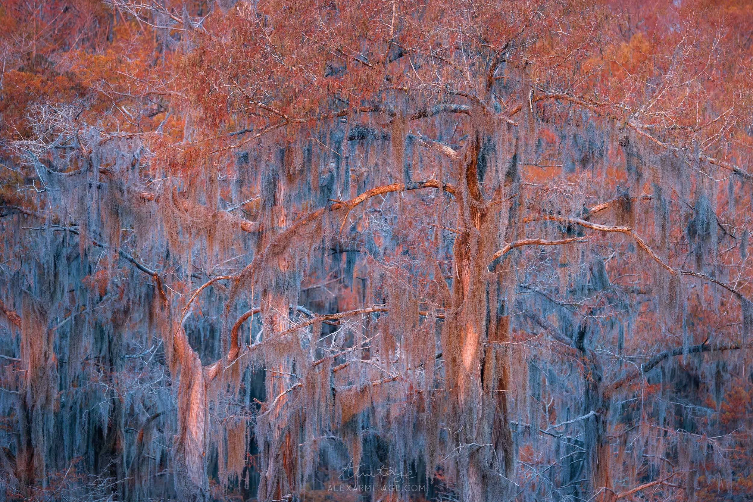 A dense forest of leafless trees with moss hanging from the branches, illuminated by warm, reddish-orange light.