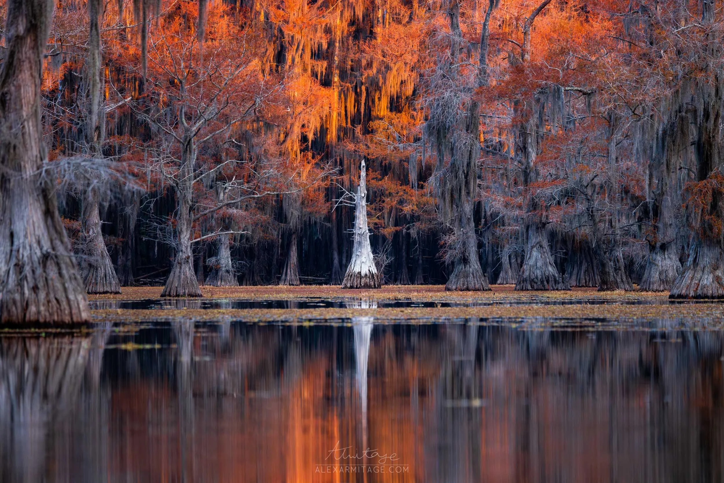 A serene swamp with tall cypress trees, some draped with Spanish moss, reflecting in calm water during autumn with orange and brown foliage.