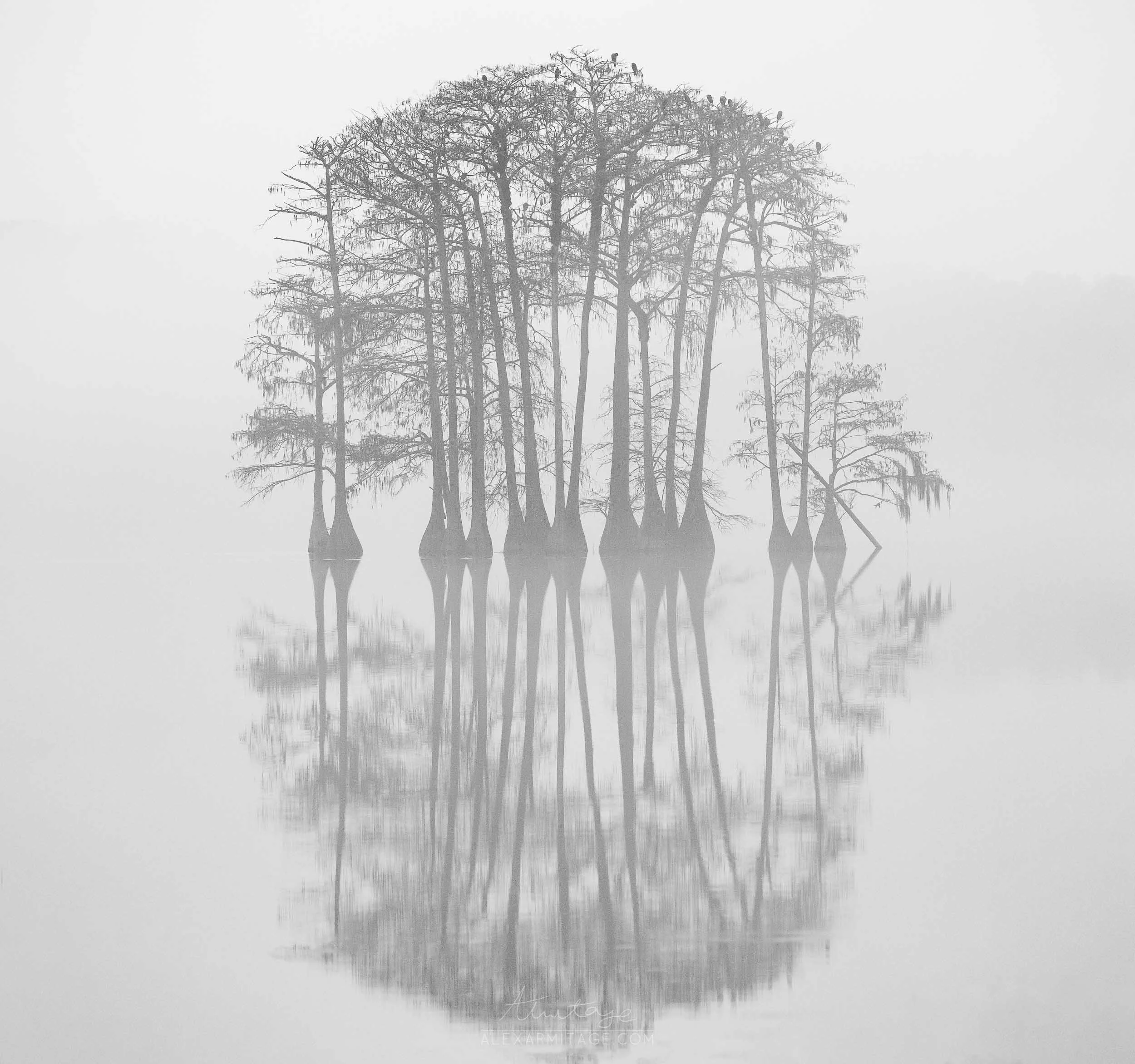 Black cypress trees with sparse branches in foggy water, reflecting in the still water, creating a mirror image in black and white.