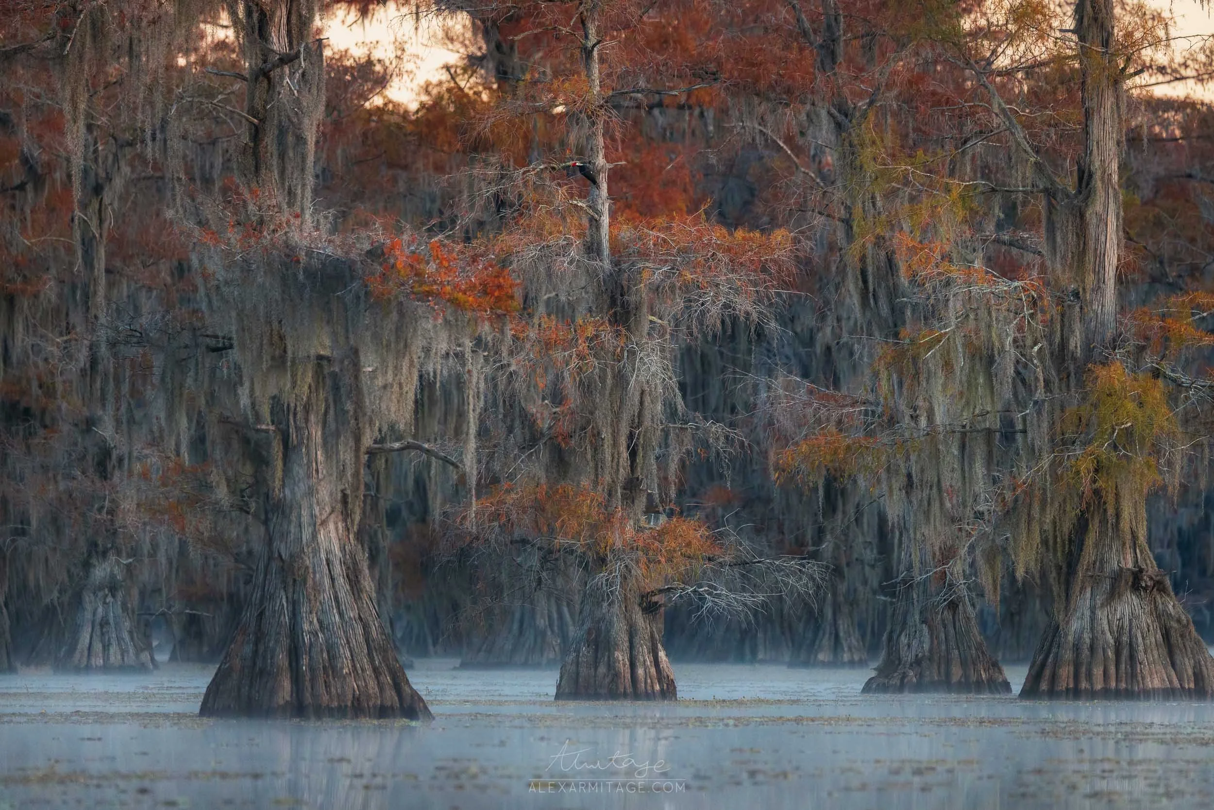 Cypress trees with Spanish moss growing on their branches in a swamp, with mist rising from the water and an autumn sky in the background.