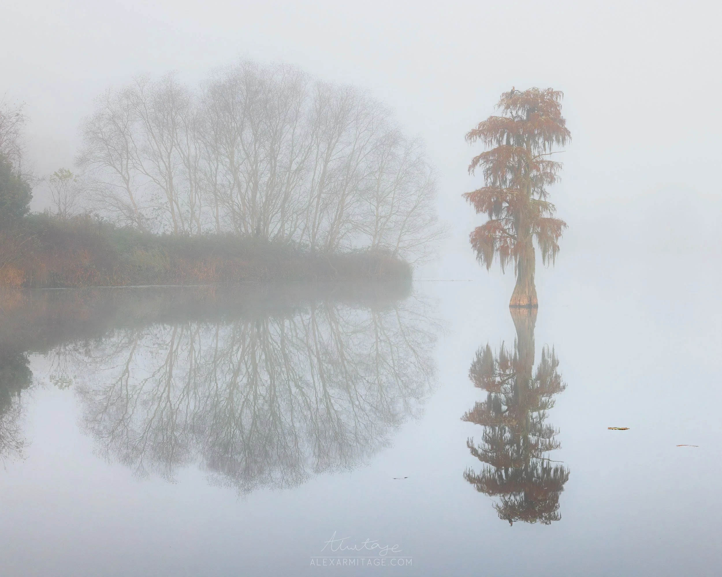 A foggy landscape with trees reflected in a calm body of water, including a single prominent tree with hanging moss.