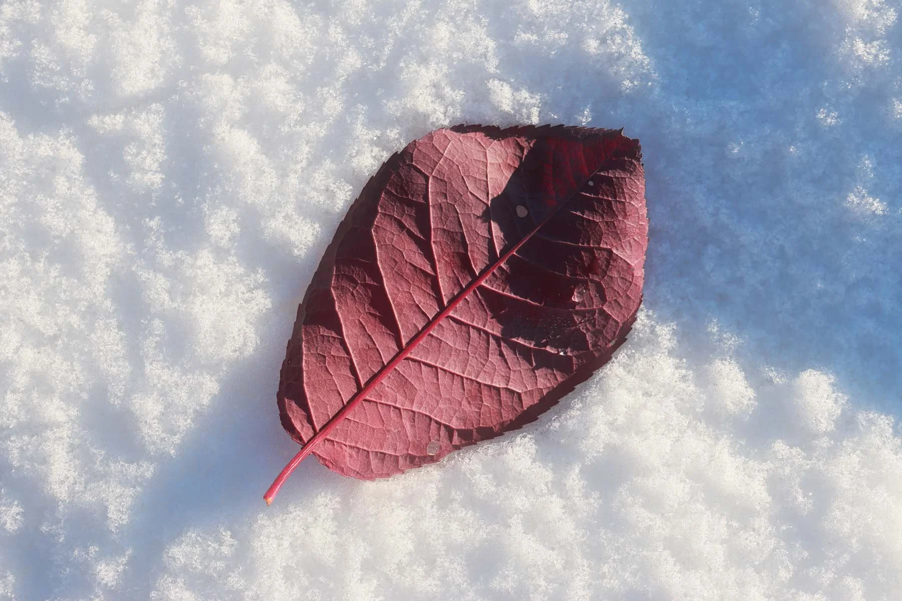 Velvia