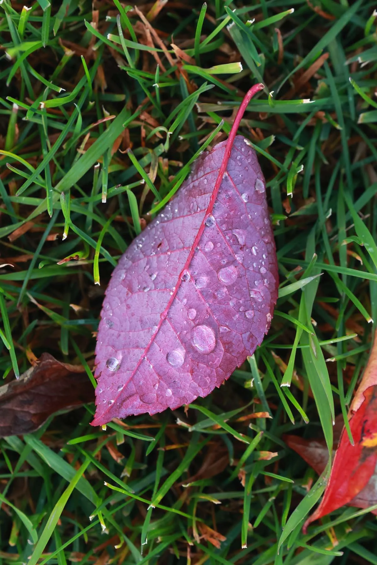 Velvia