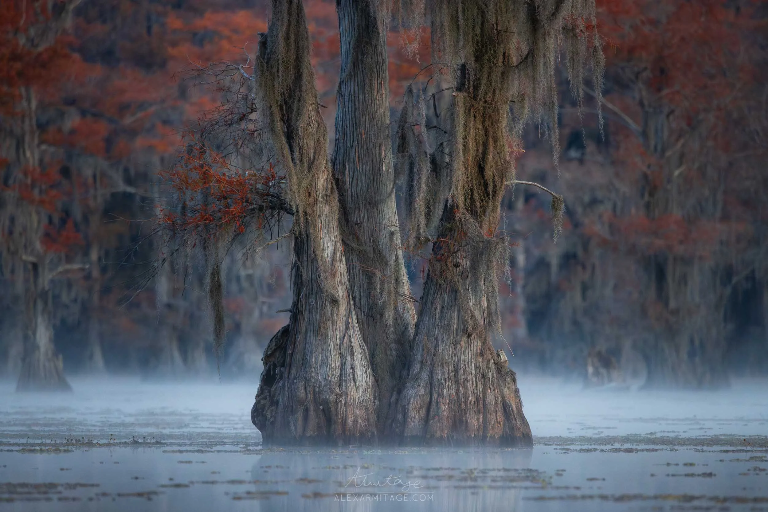 A swamp scene with three large cypress trees partially submerged in water, shrouded in fog, with a background of trees with orange and red autumn leaves.