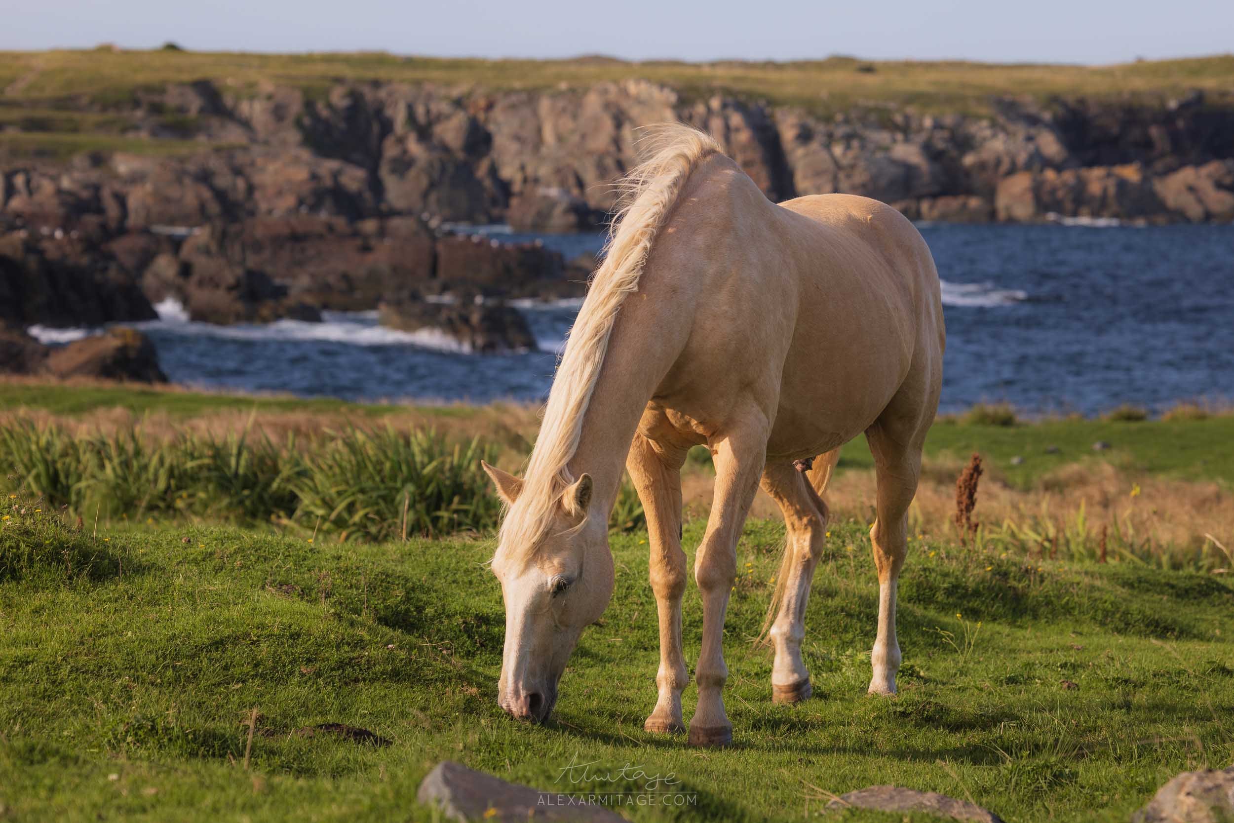 bonavista-pasture.jpg
