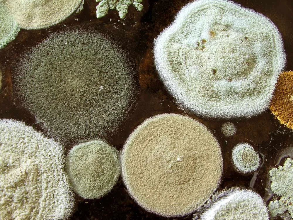 What are the main causes of mould?