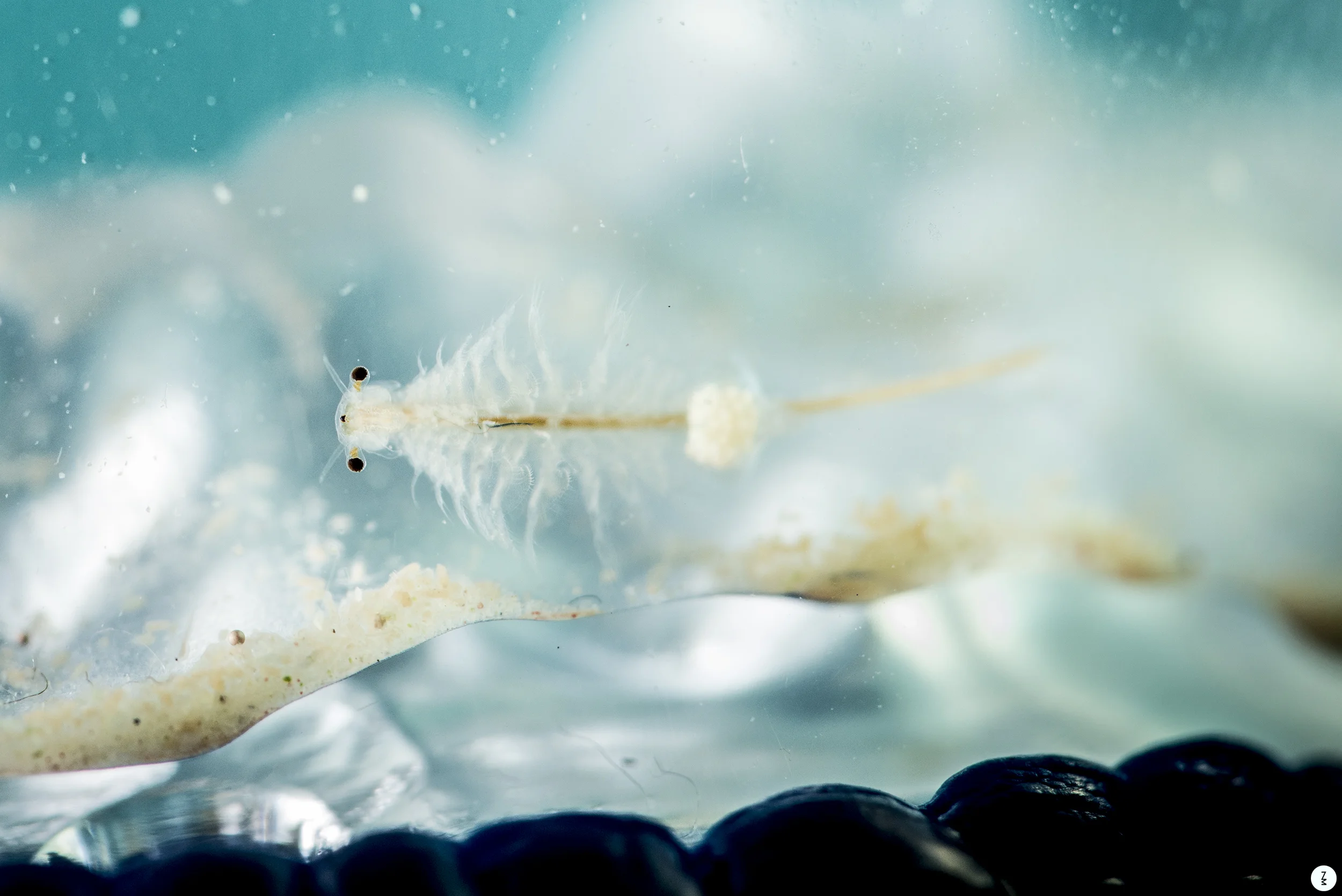 Sea Monkey 2012