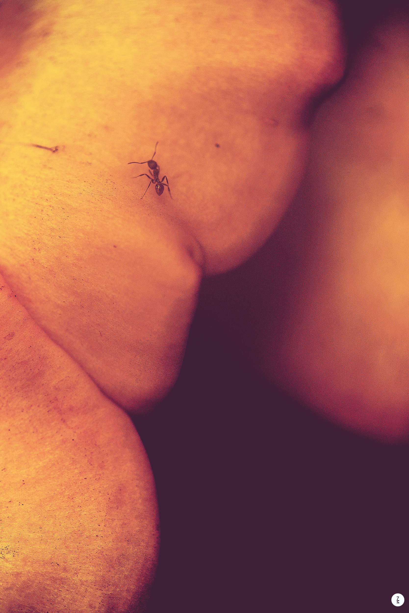 Ant 2015
