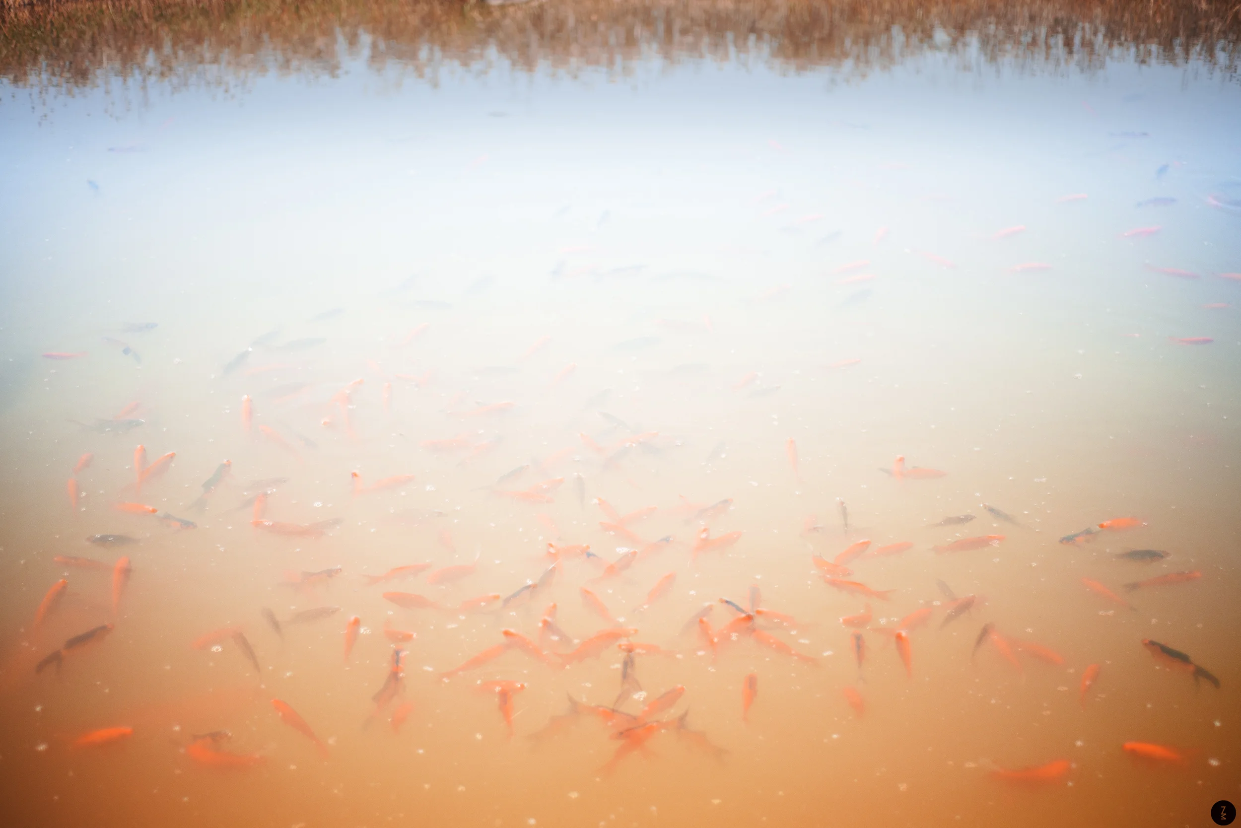 Fish Pond 2016