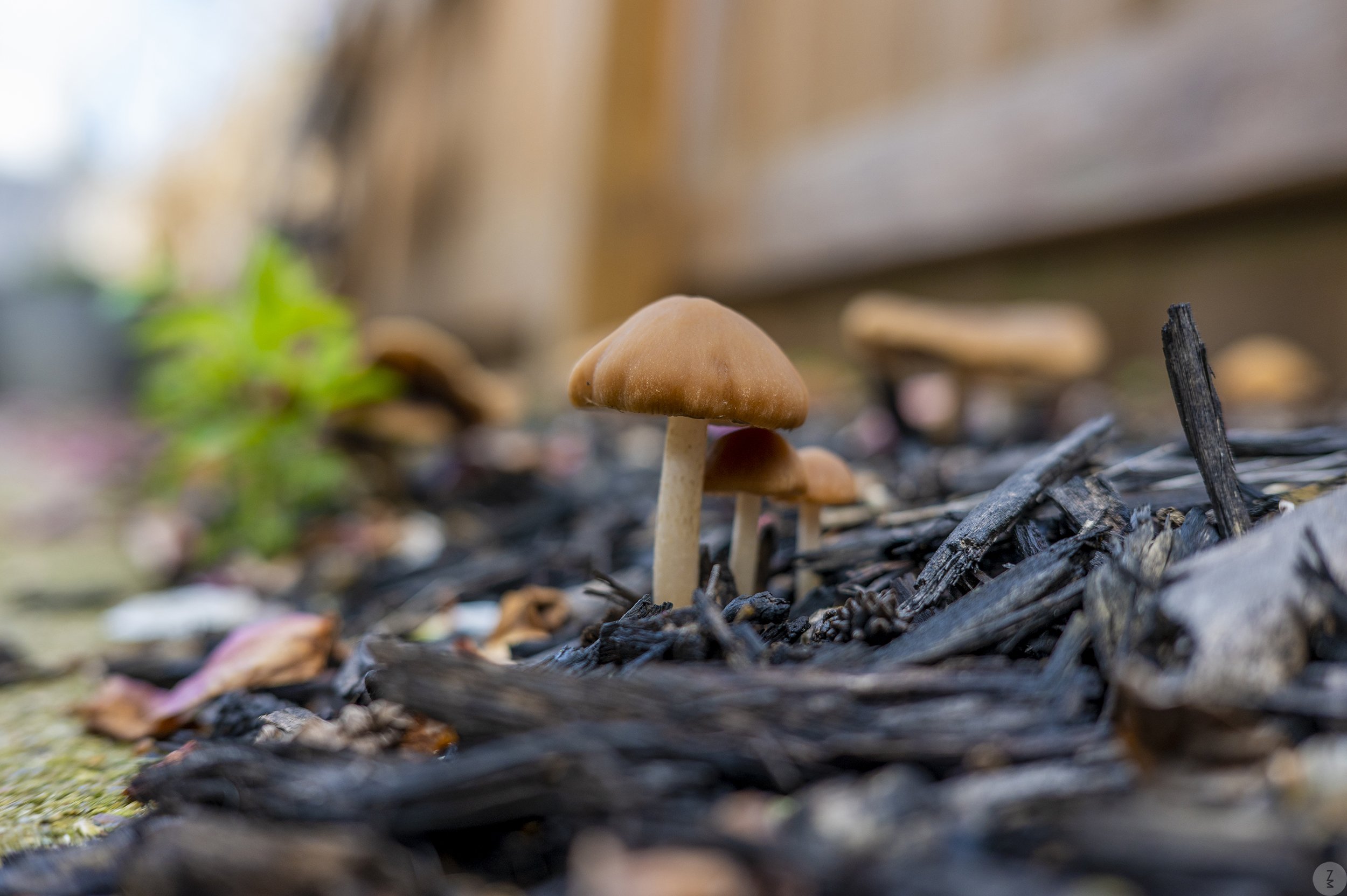 fungi ZM ZMP_3891.jpg