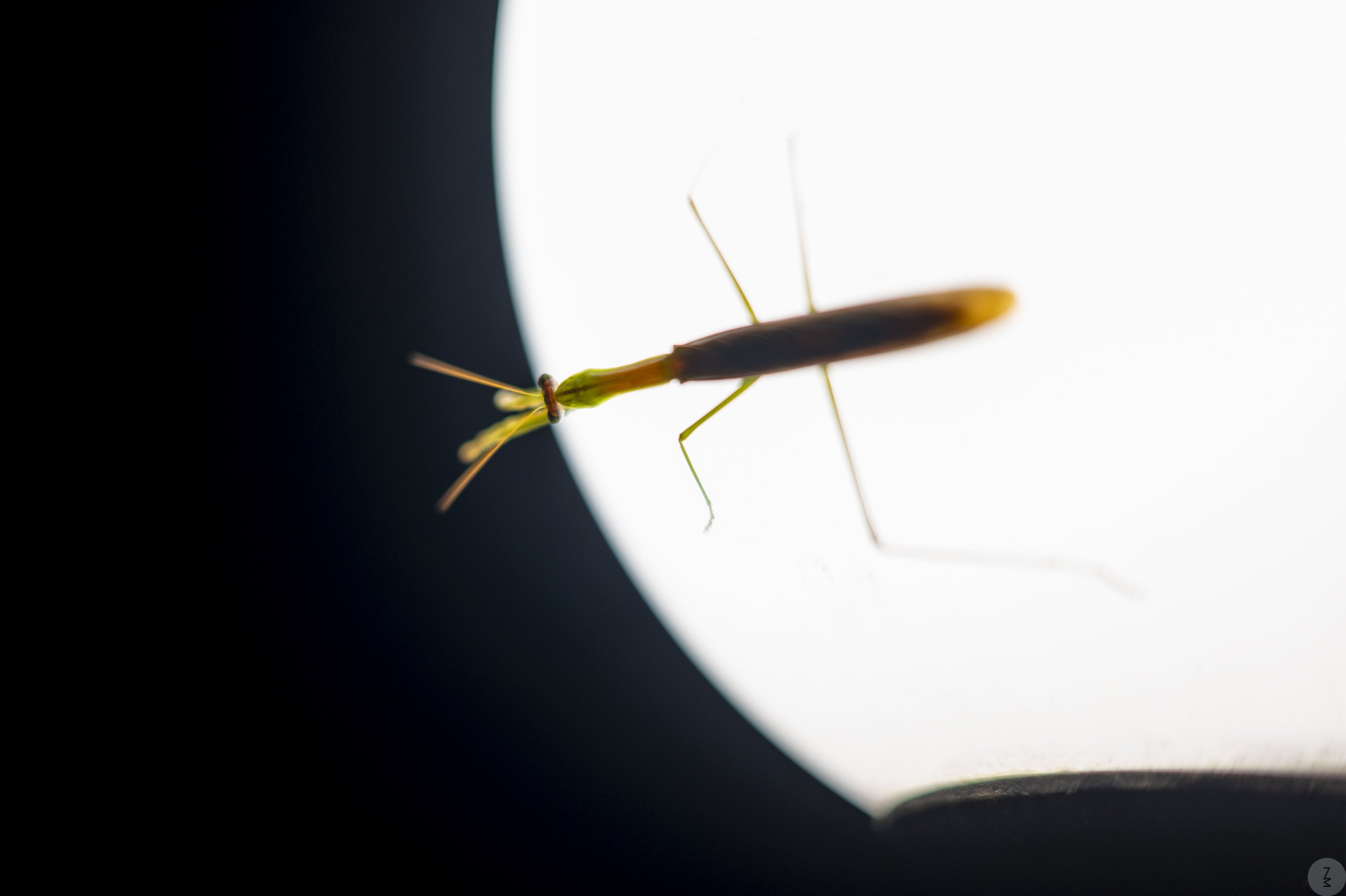 Praying Mantis on the moon lightZM  ZMP_1081.jpg