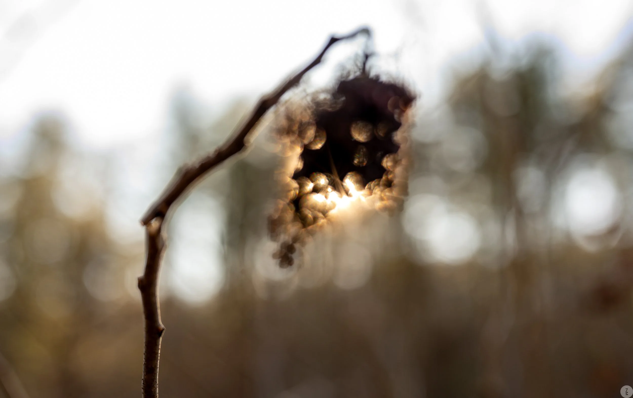 test_ZMP1254-Pano_ZM.jpg