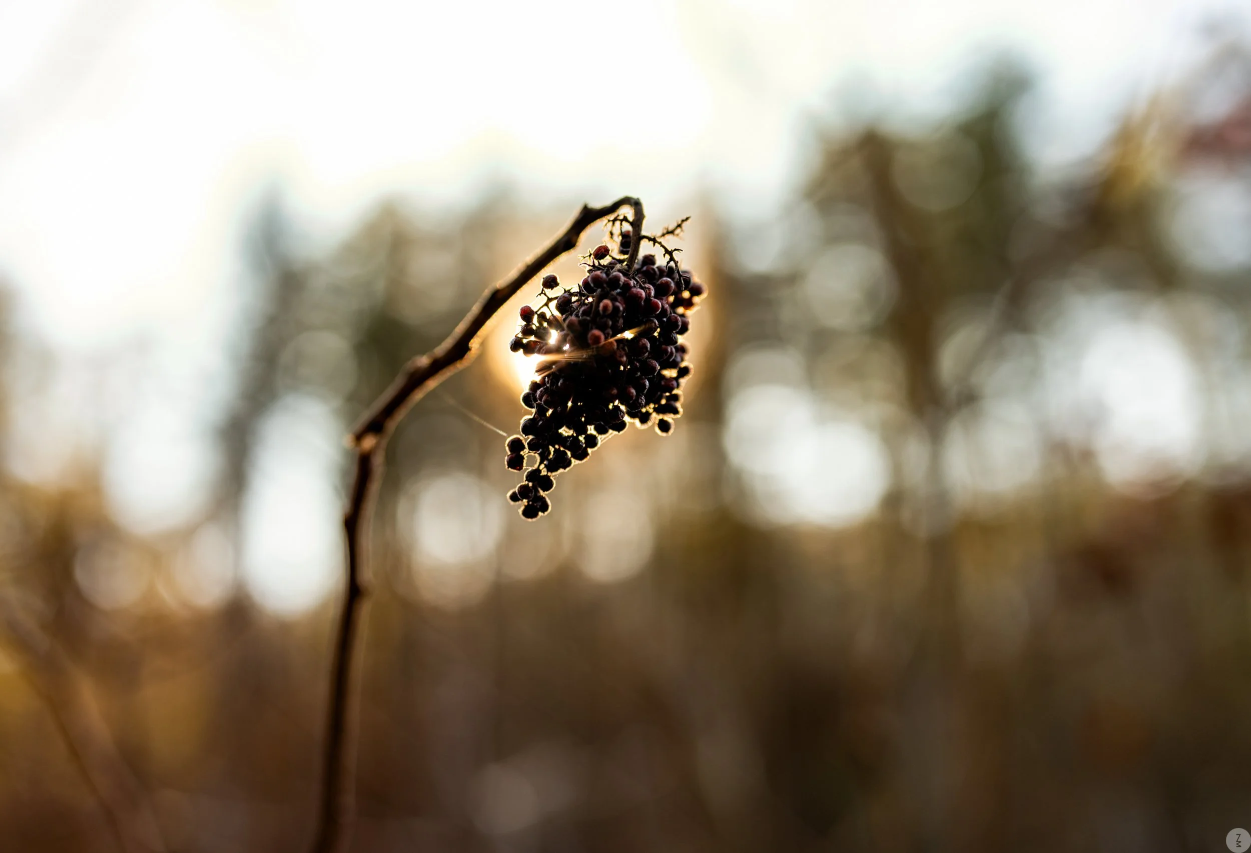 test_ZMP1276-Pano_ZM.jpg