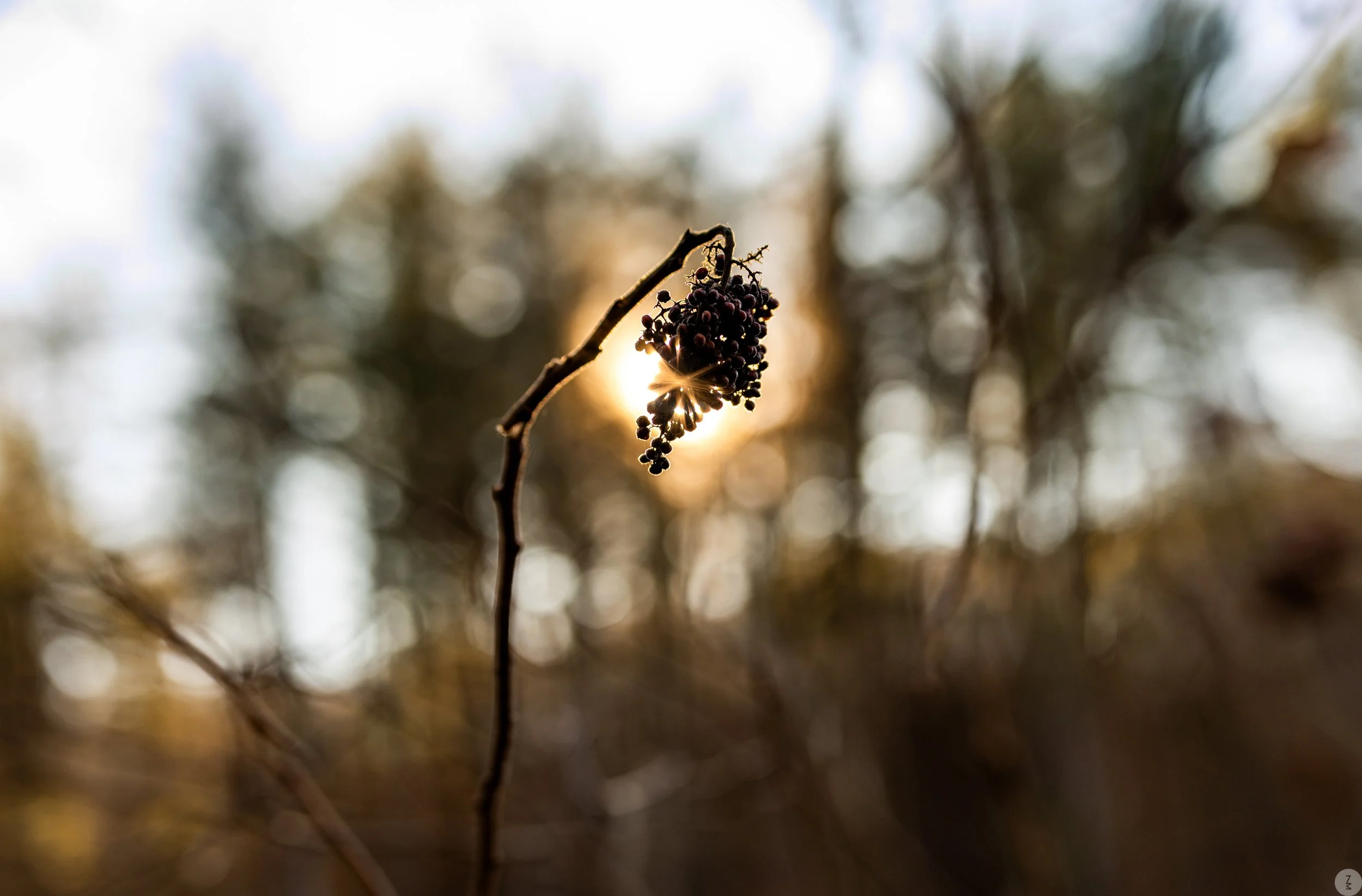 test_ZMP1284-Pano_ZM.jpg