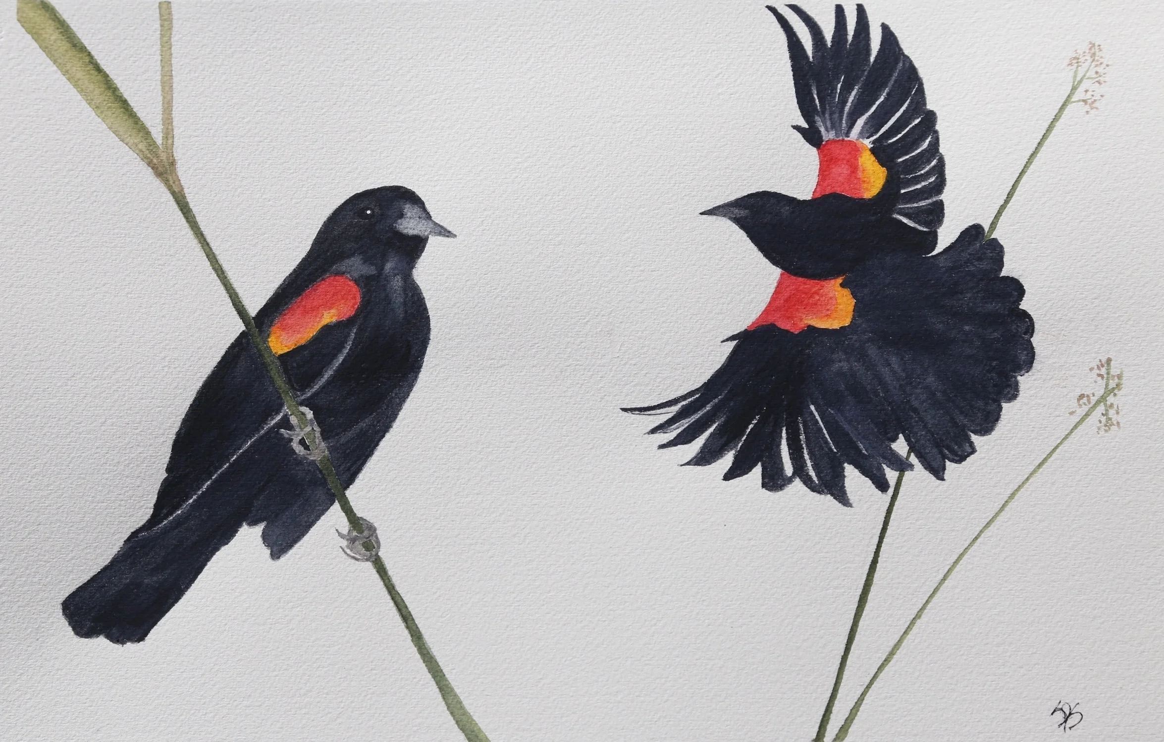 Snyder-Red-winged Blackbird.jpg