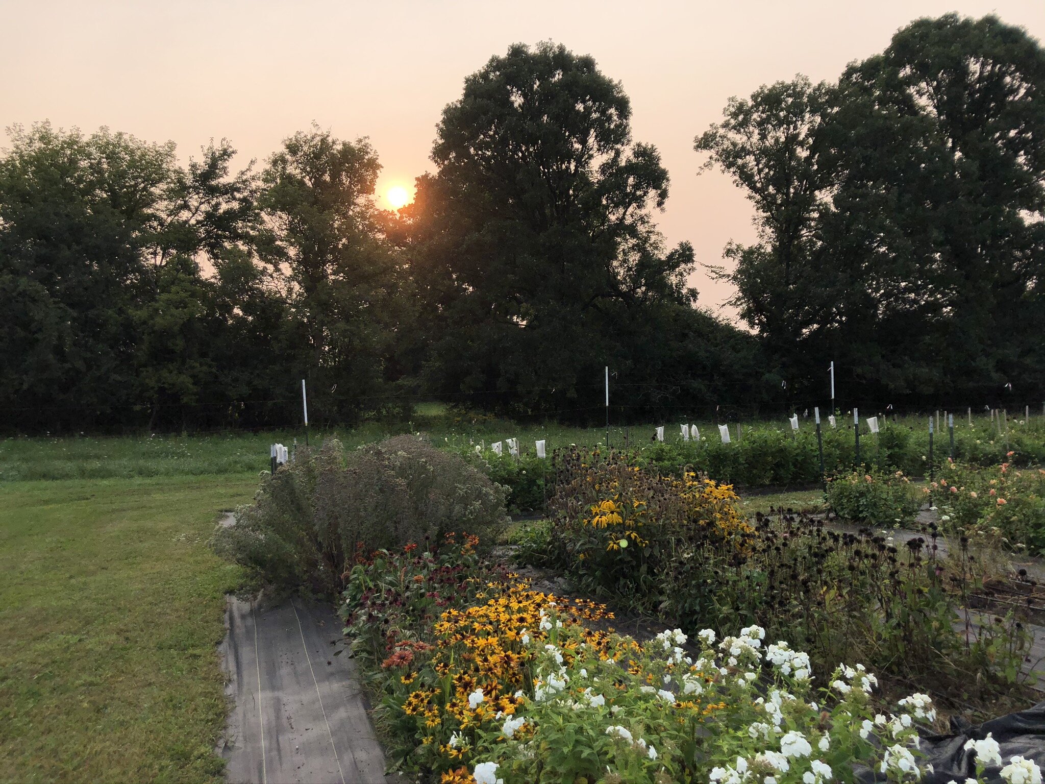 Marilla Field & Flora