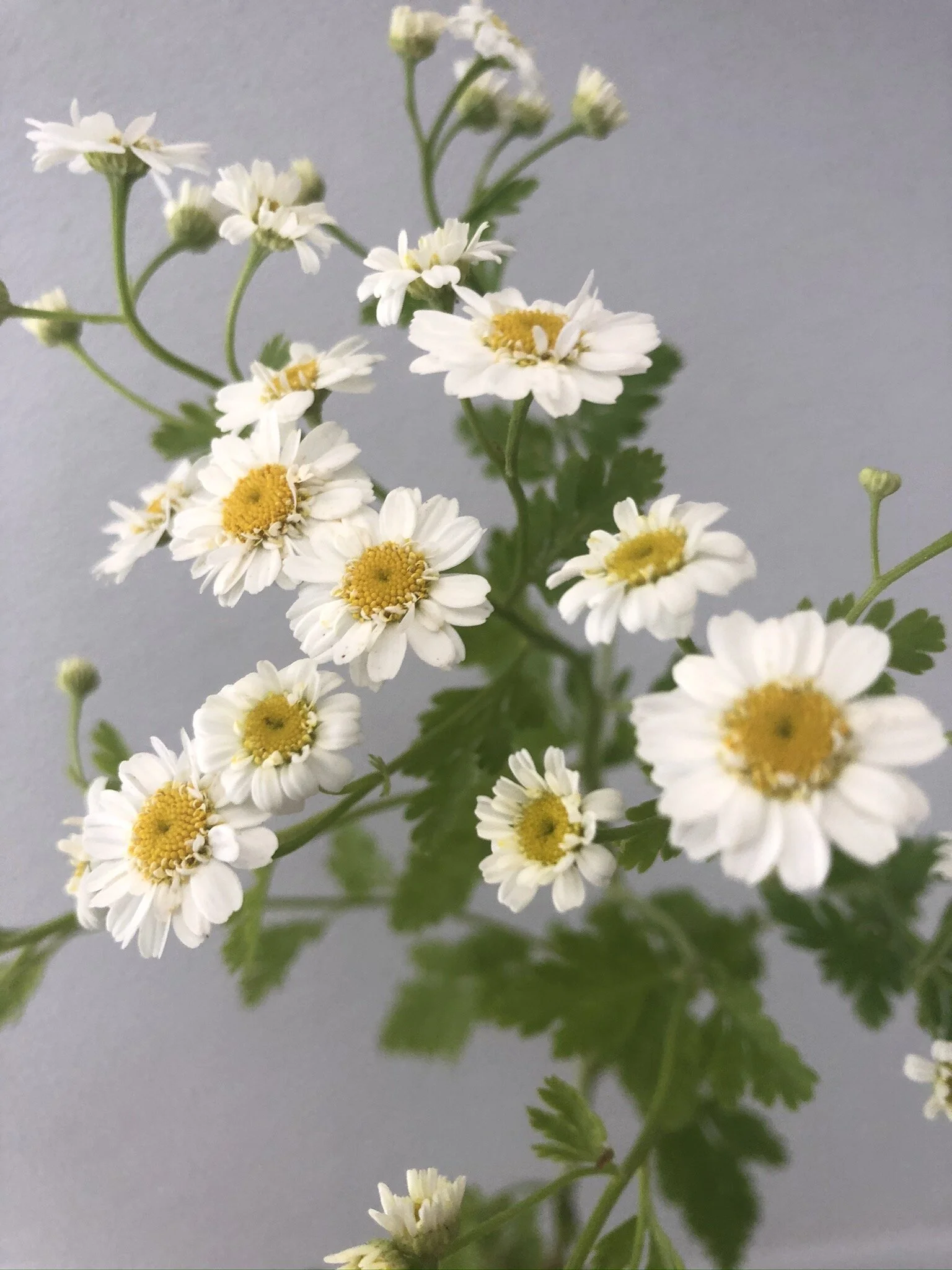 Marilla Field & Flora