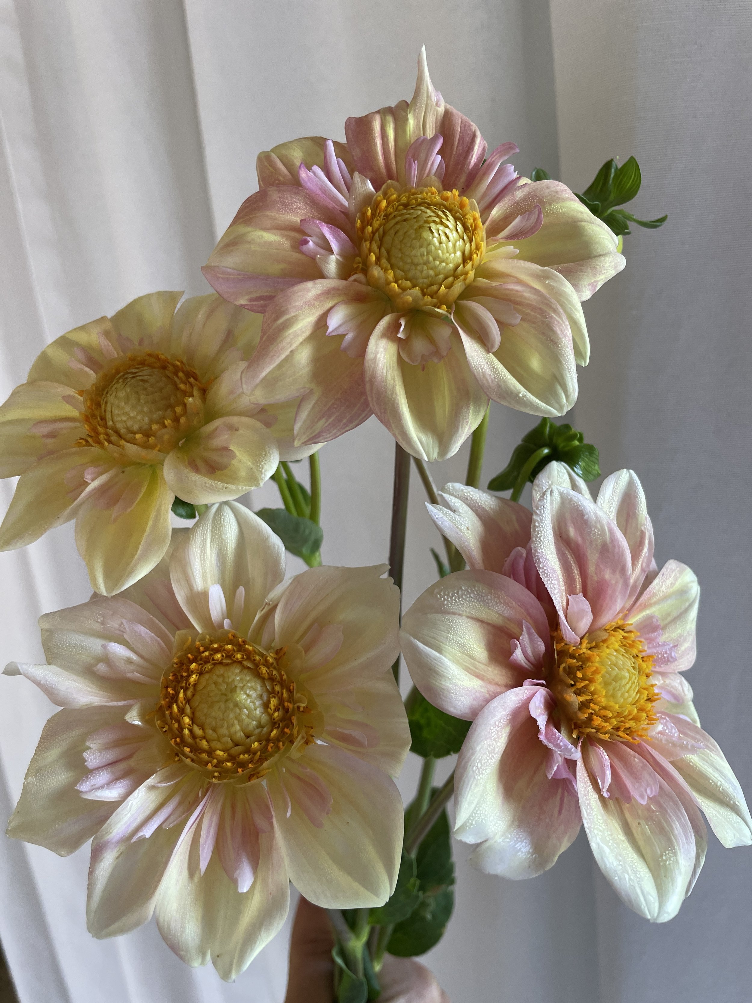 Dahlia Appleblossom.JPG