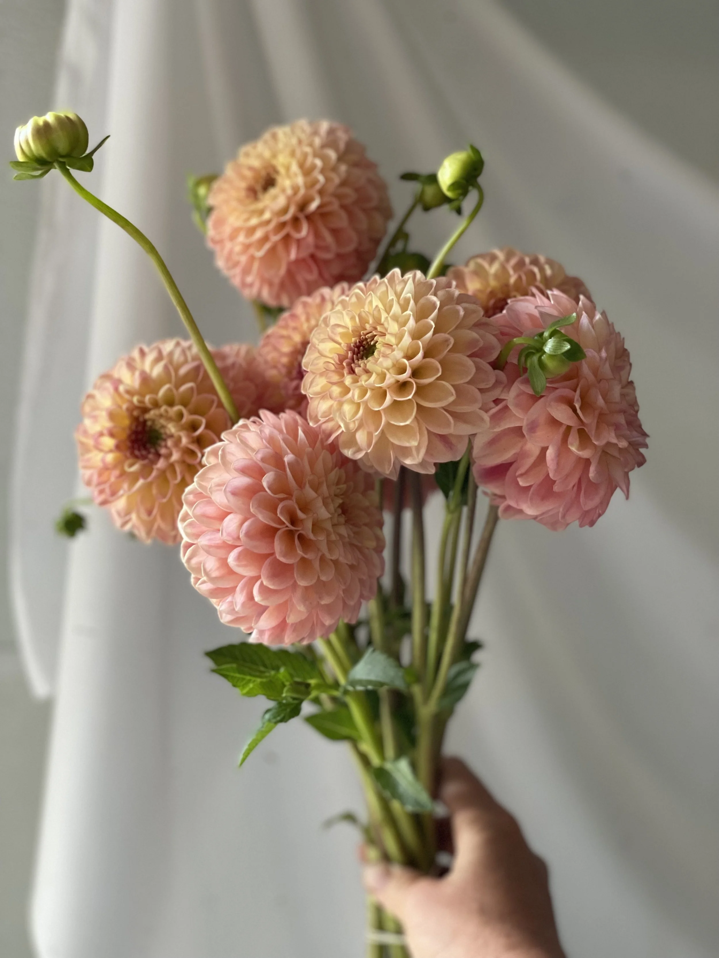 Dahlia Snoho Doris 2.jpg