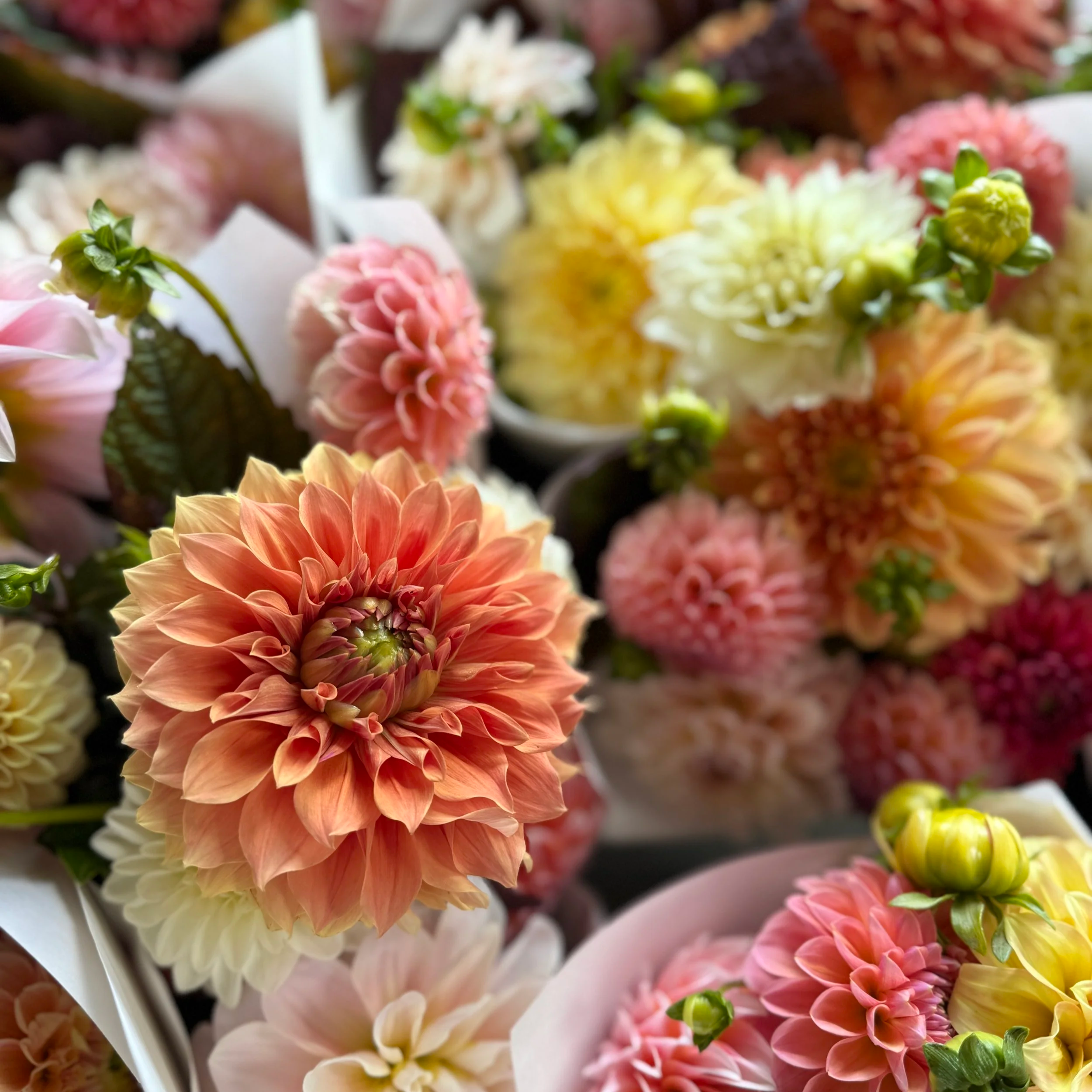 2026 Dahlia Subscription
