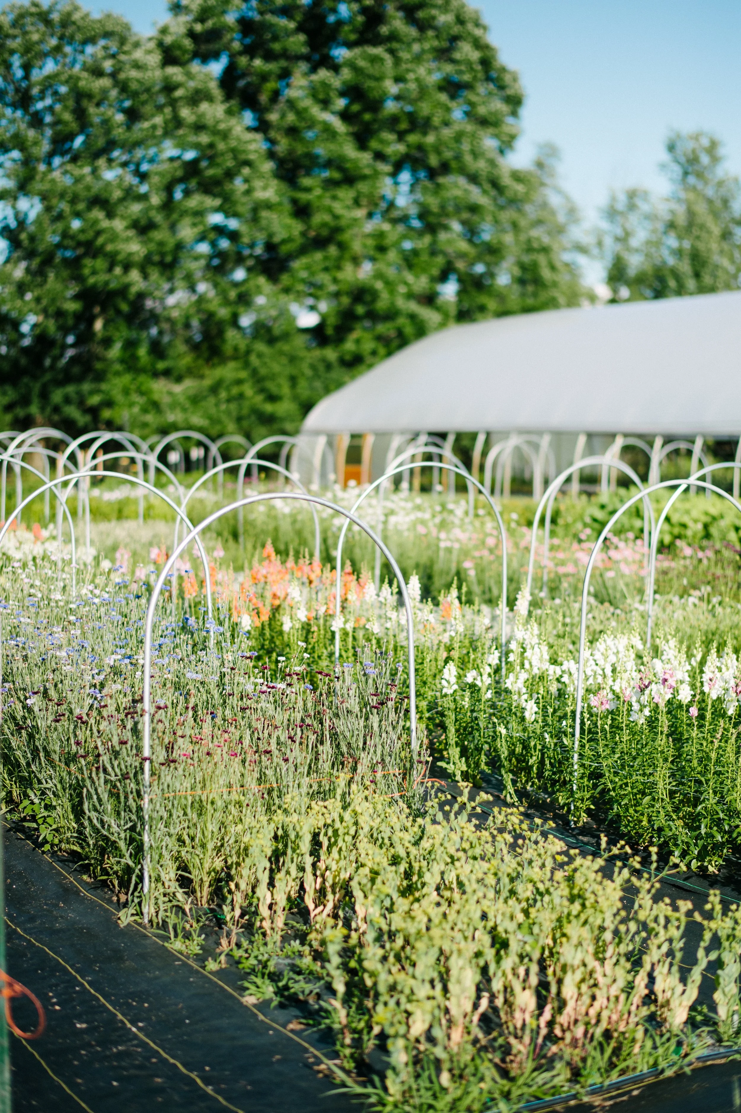 Home — Marilla Field & Flora