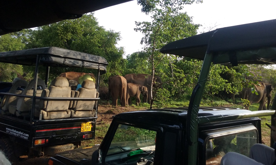 safari brisk 40l backpack