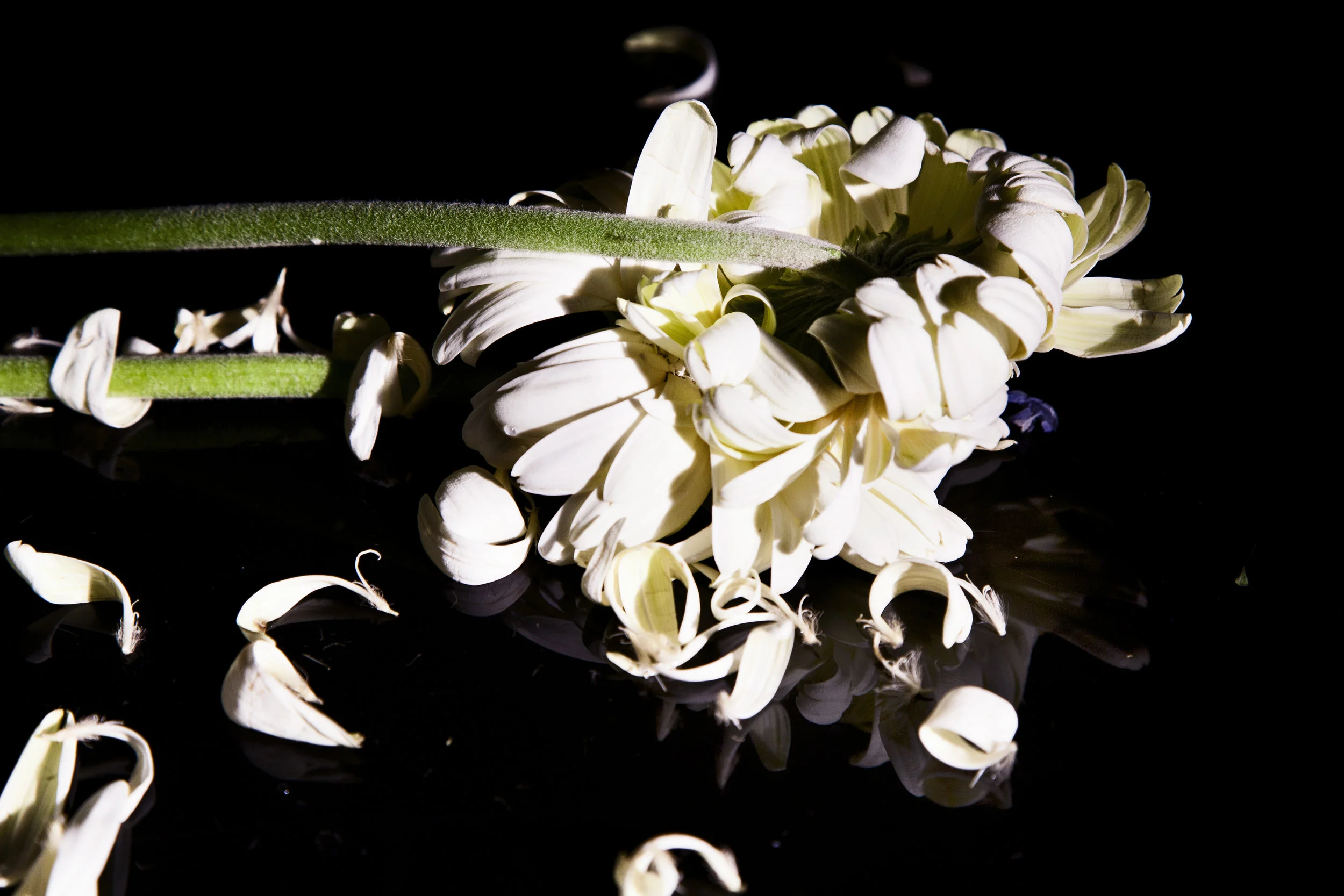 flowersketa 0045.jpg