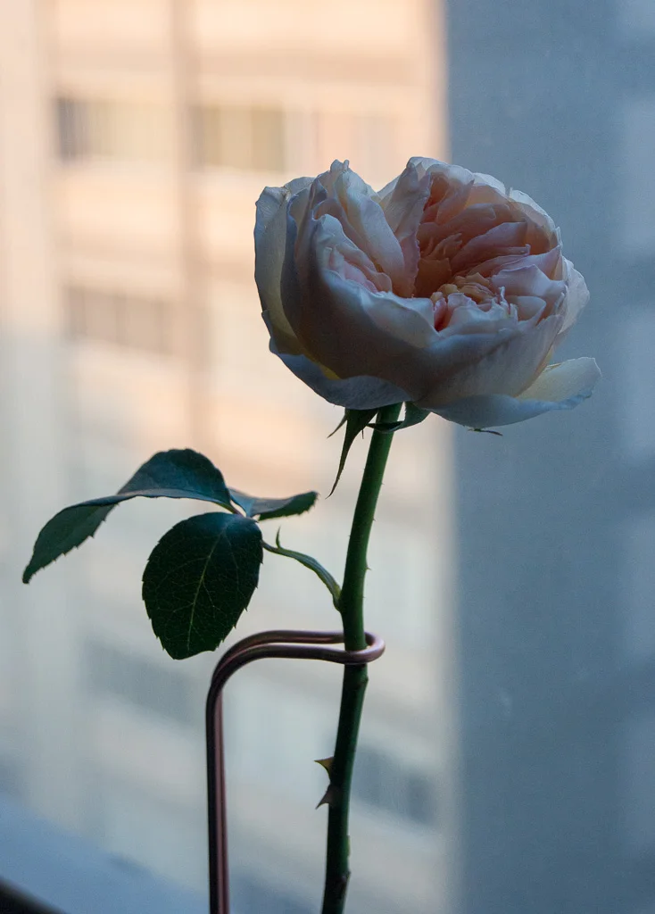 DSC01517.jpg
