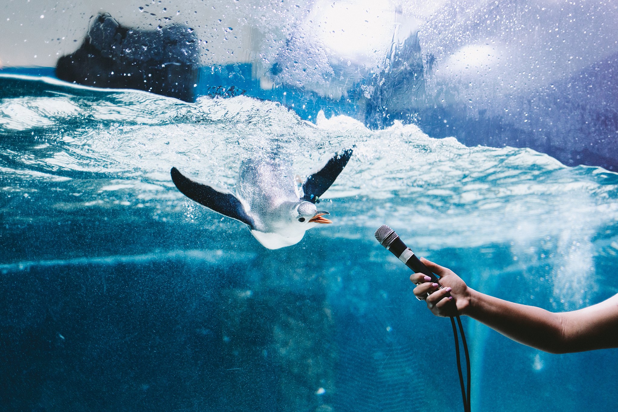 Lecinda Ward, Melbourne Wedding Photographer, Melbourne Aquarium_0225.jpg