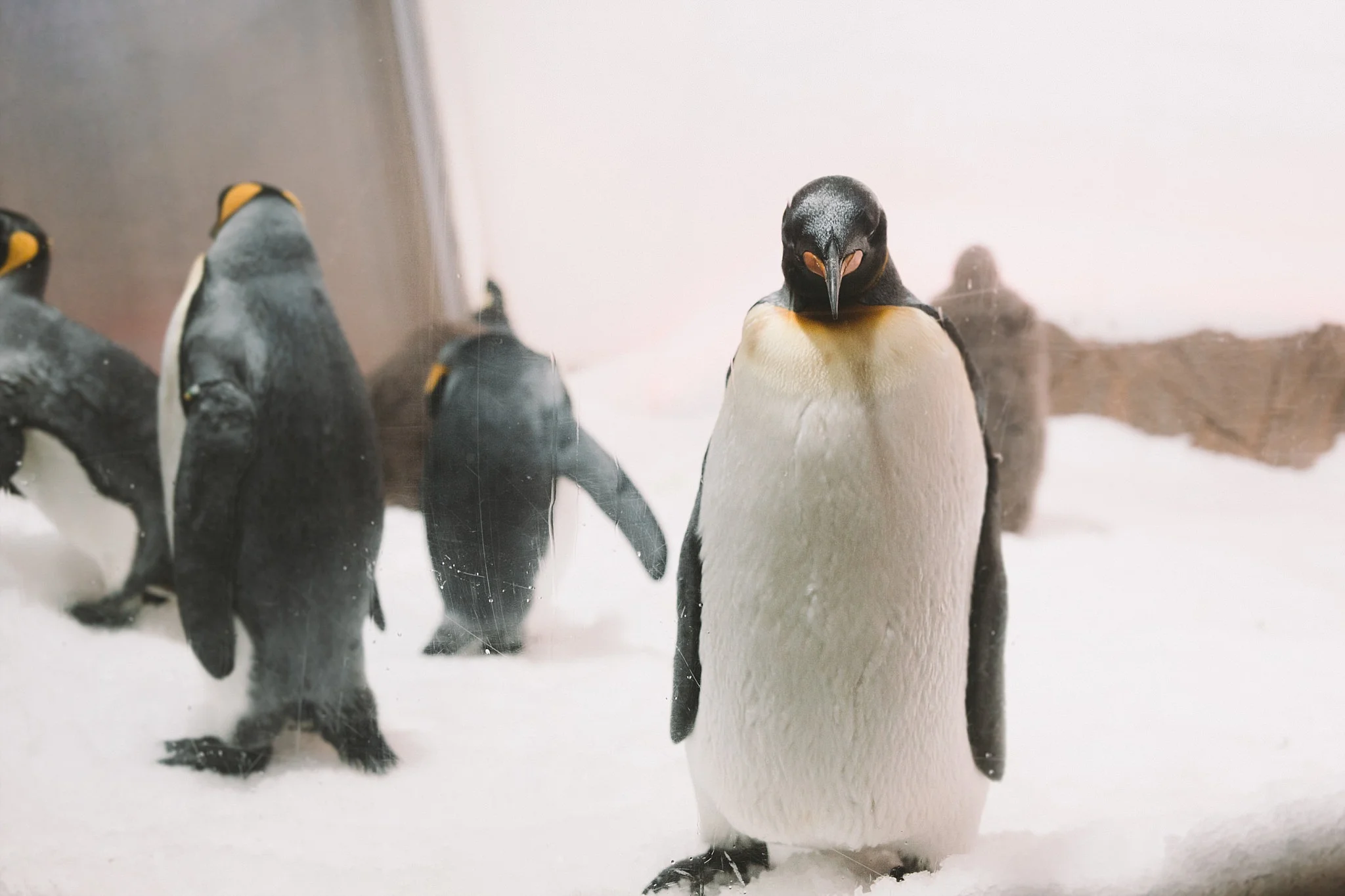 Lecinda Ward, Melbourne Wedding Photographer, Melbourne Aquarium_0228.jpg