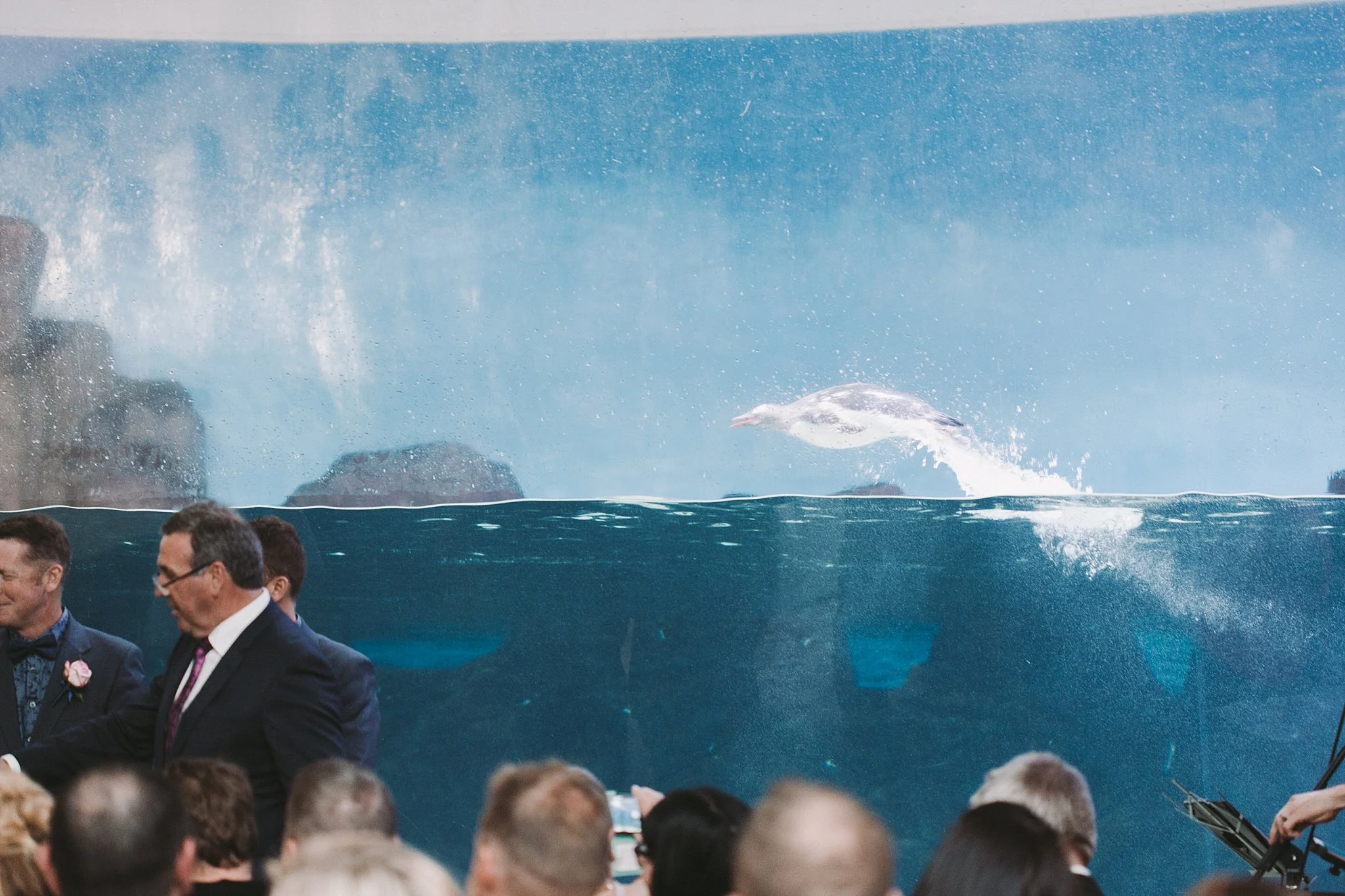 Lecinda Ward, Melbourne Wedding Photographer, Melbourne Aquarium_0252.jpg