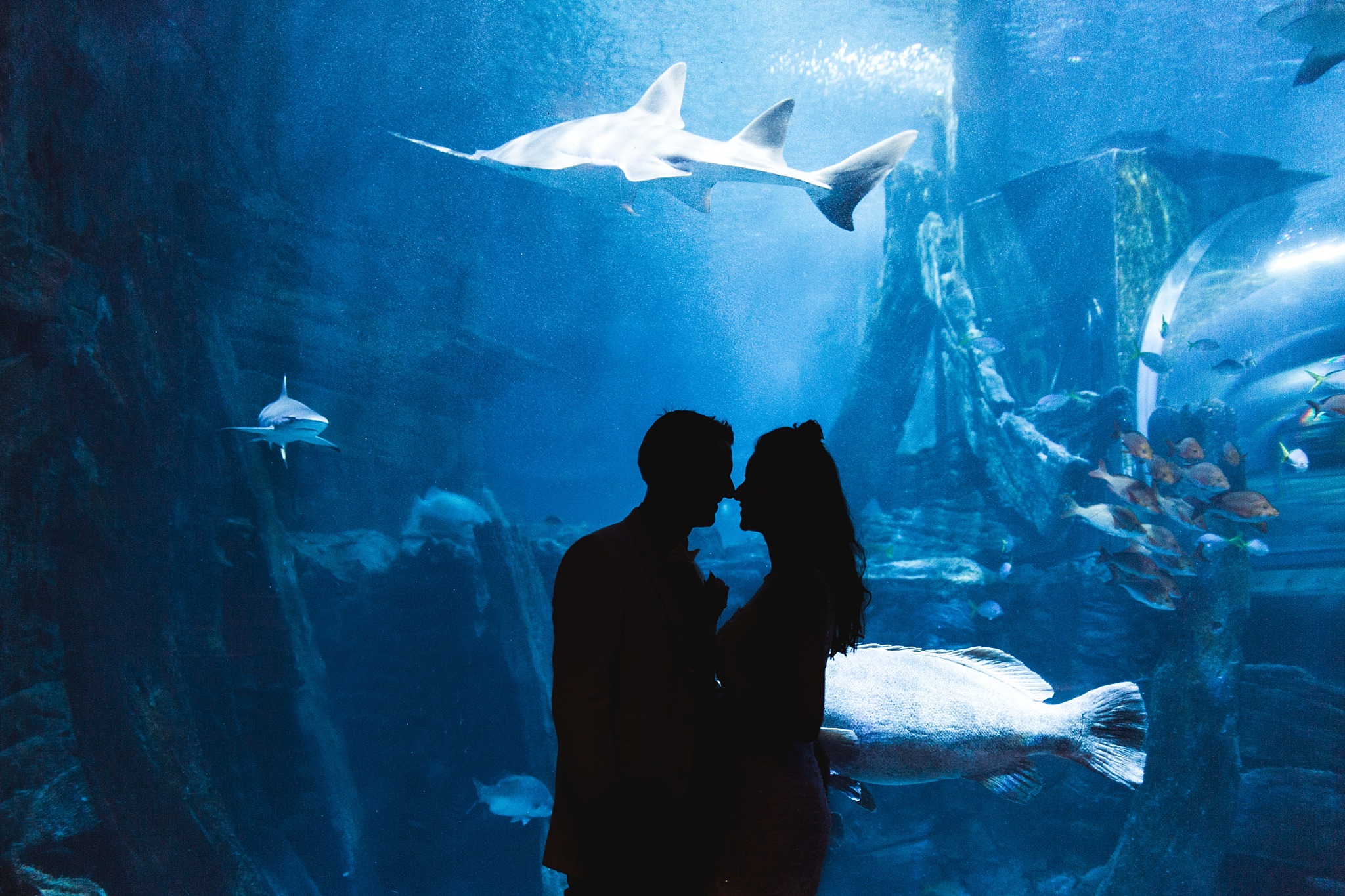Lecinda Ward, Melbourne Wedding Photographer, Melbourne Aquarium_0273.jpg