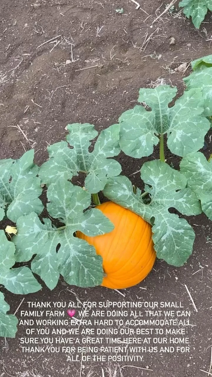 Waimanalo Country Farms