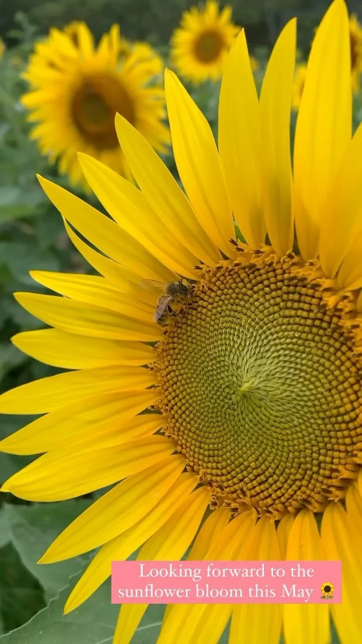 Waimanalo Country Farms