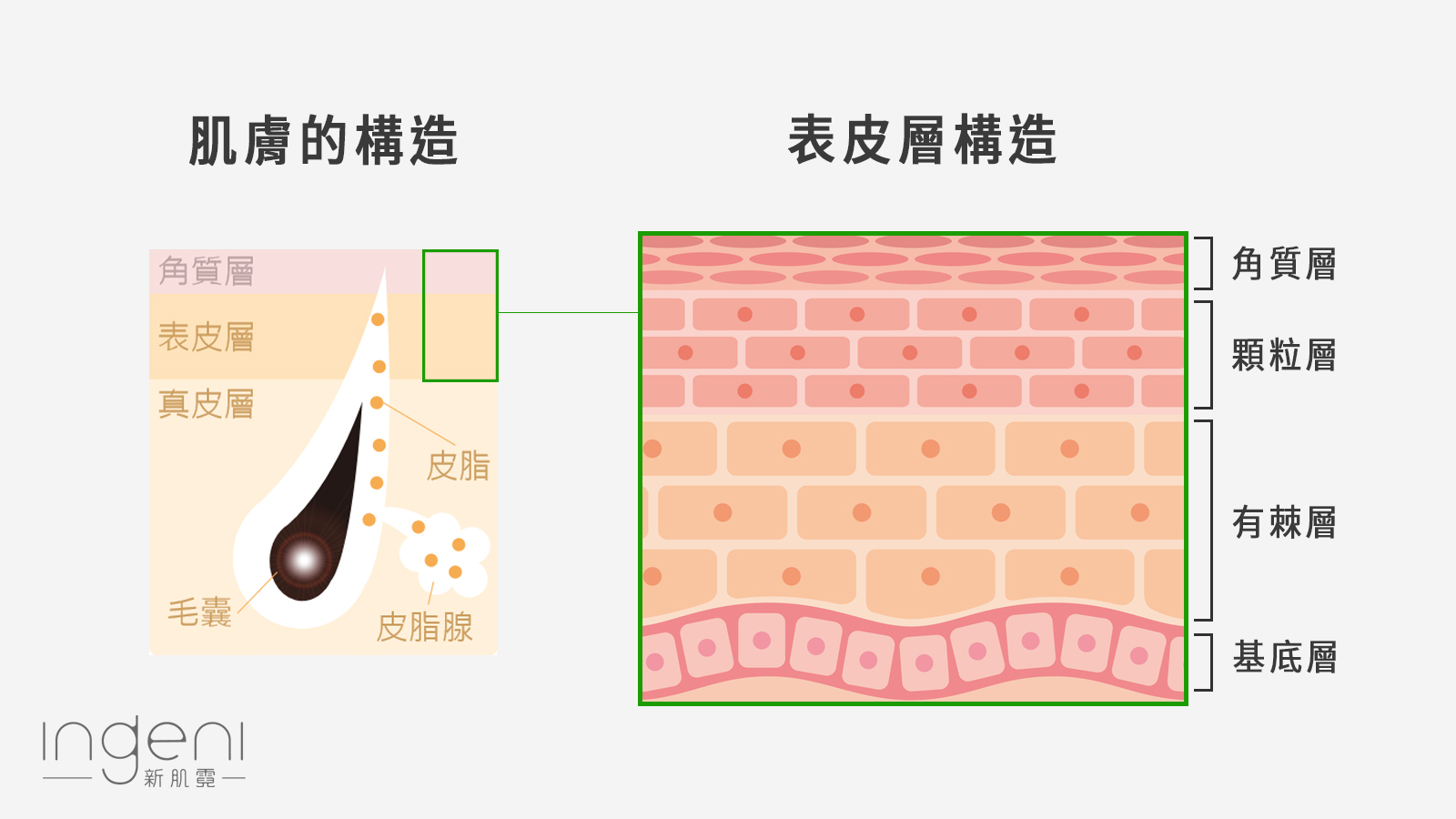 肌膚與表皮層構造.jpg