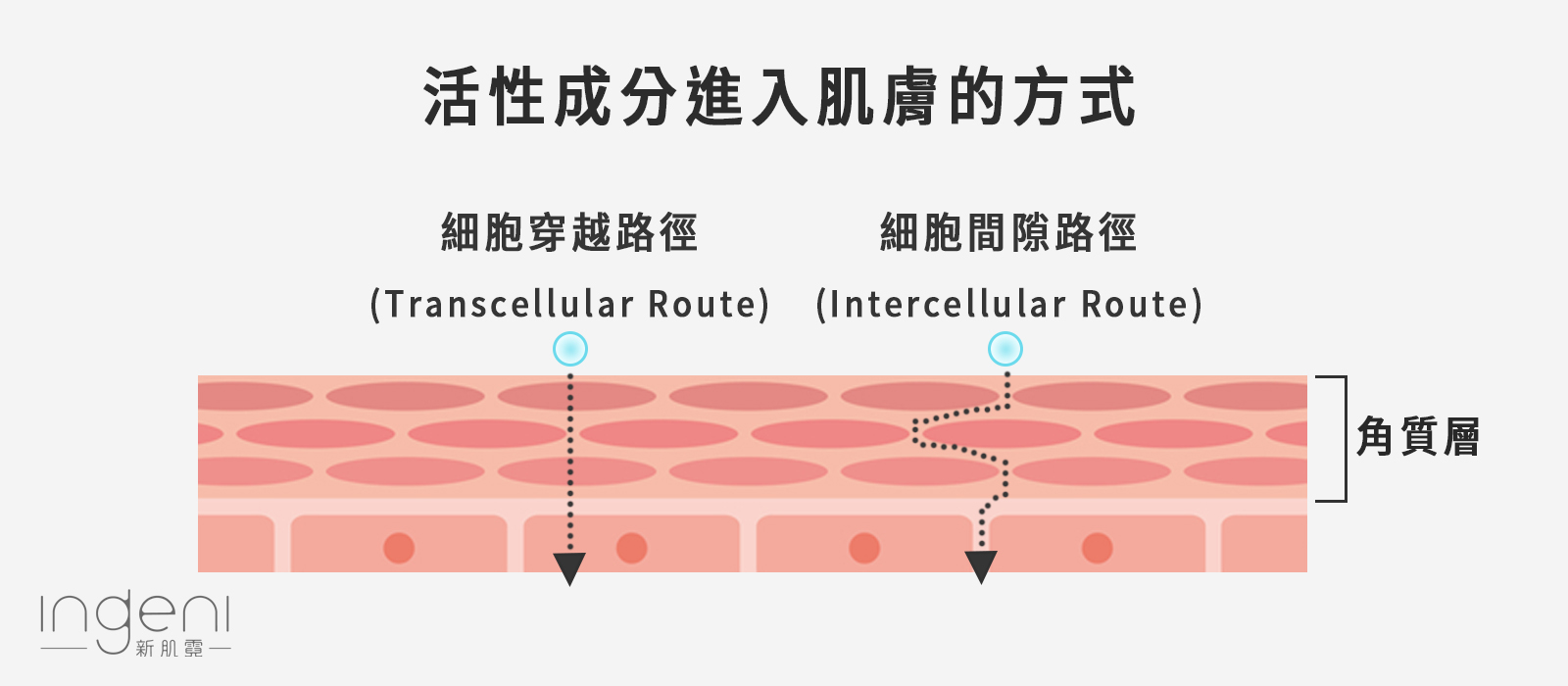 保養品活性成分經皮吸收的路徑.jpg