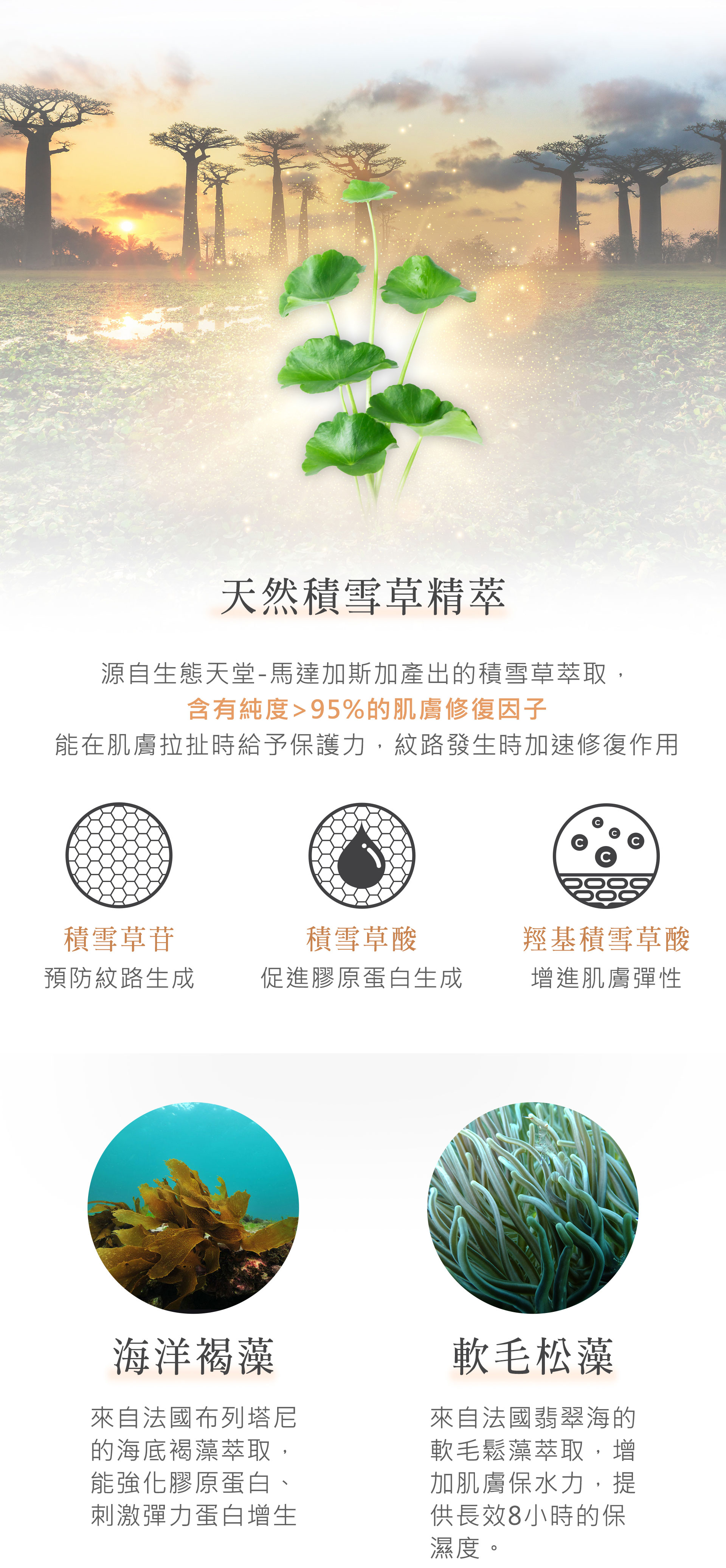 雷公根積雪草是馬達加斯加修復成分讓妳淡化妊娠紋.jpg