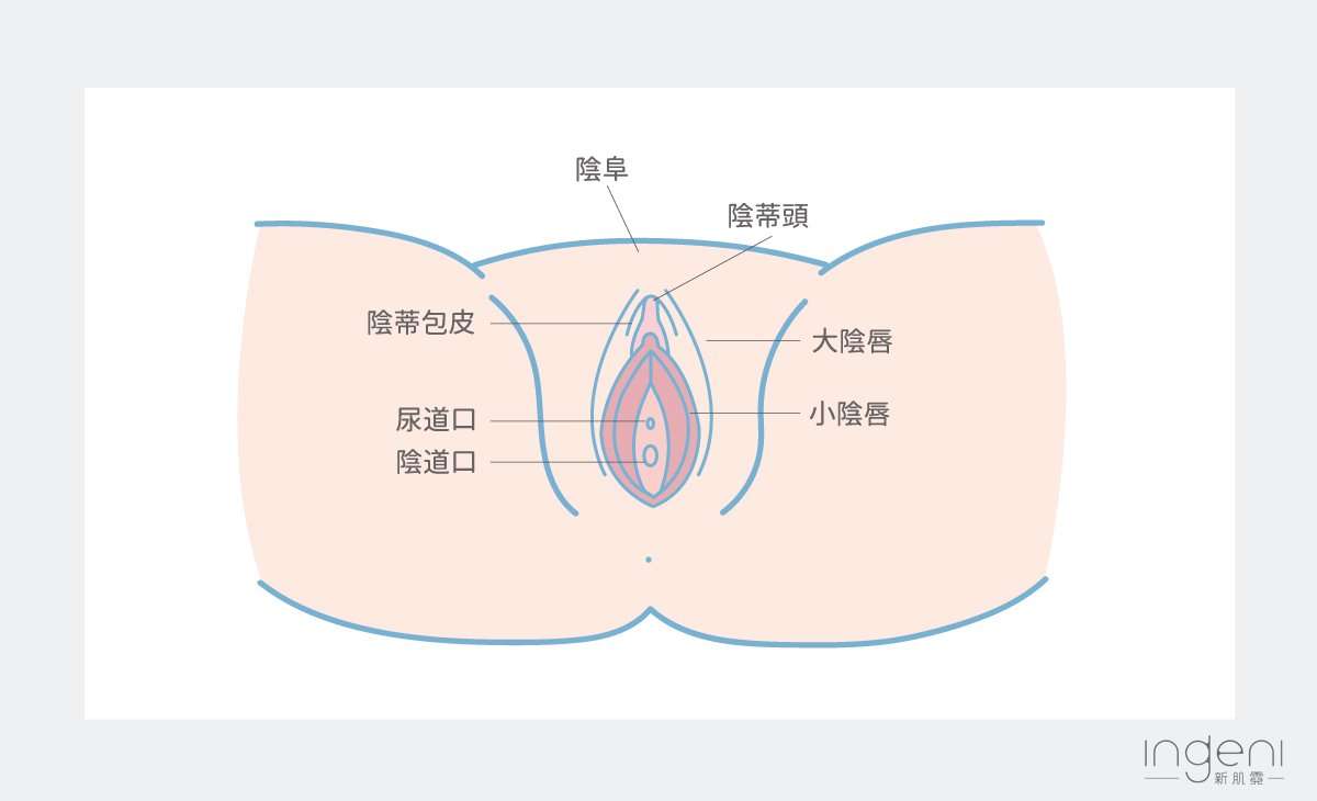 私密處外部肌膚。包含陰阜、陰蒂頭、陰蒂包皮、大陰唇、小陰唇、尿道口、陰道口，以及其他黏膜組織。