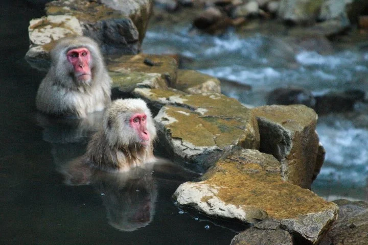 SnowMonkeys_08.jpg