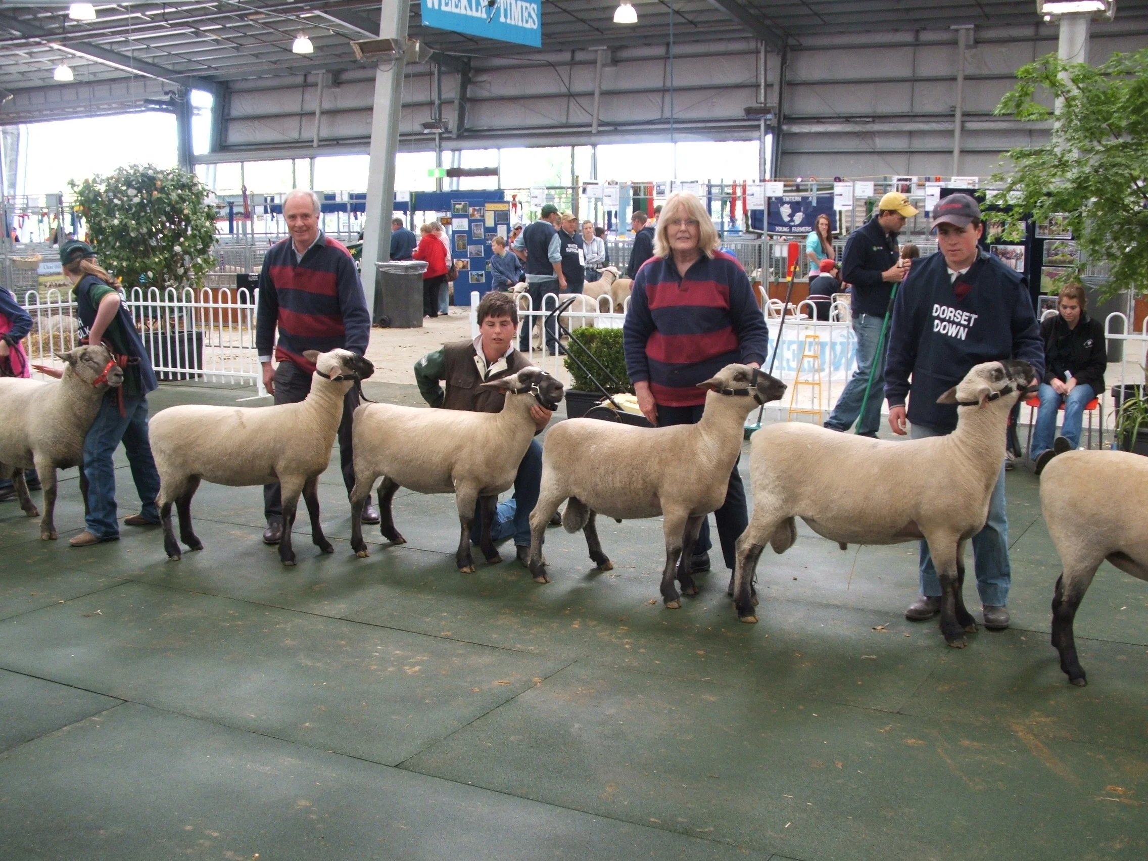 2011 Melb. Show Sheep 070.jpg