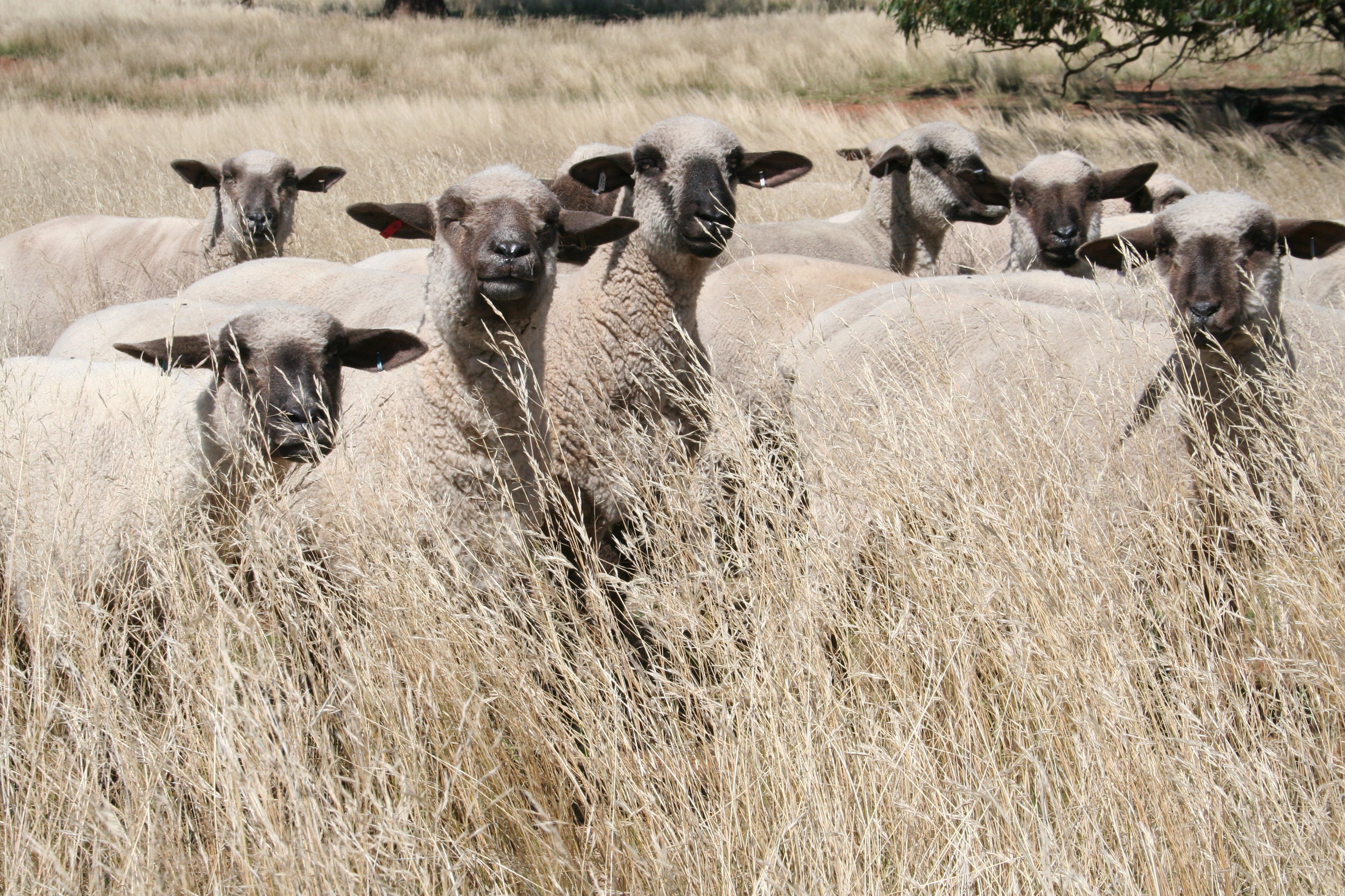 Dorset Down sheep in the landscape 2.JPG