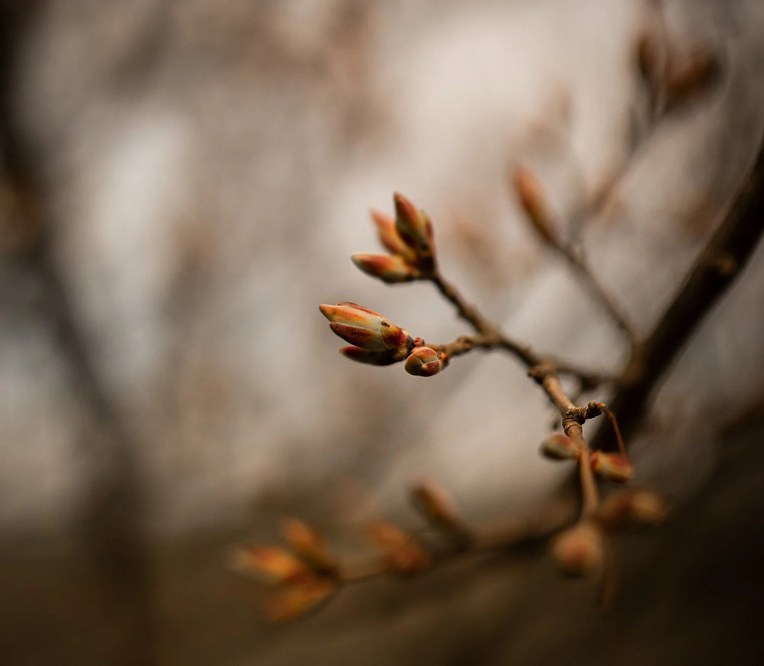 Die Gemmotherapie entdecken und anwenden – Die Heilkraft der Pflanzenknospen