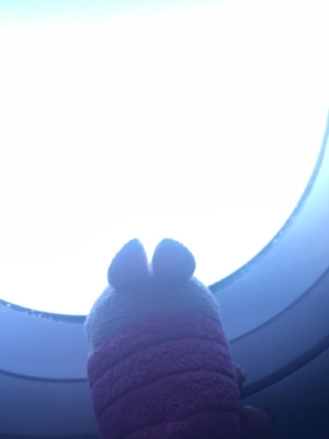 Pocket Piglet on a plane! 