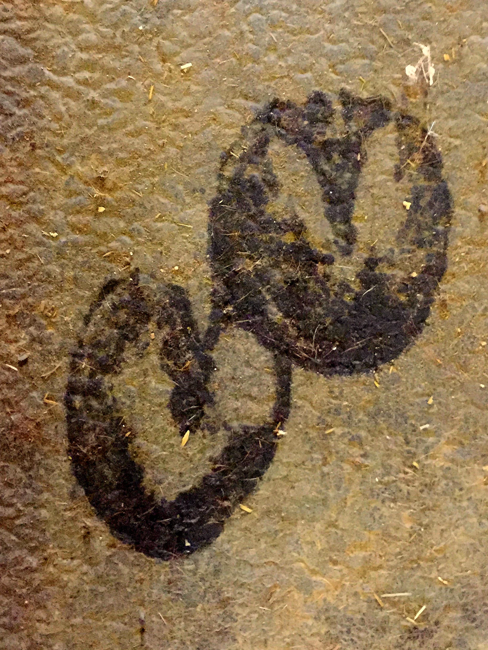 Heart Hoof Print - thanks, Pumpkin!