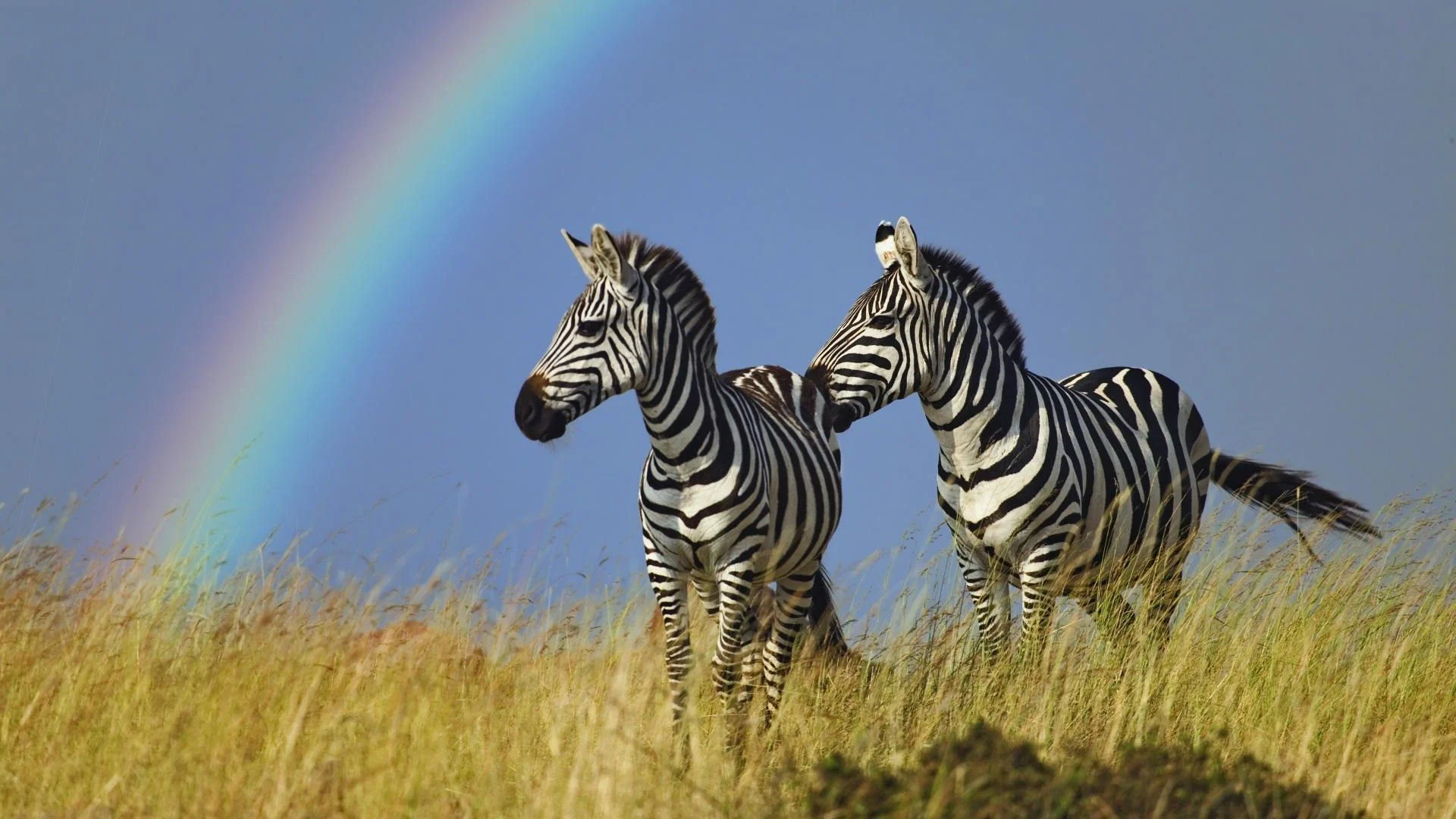 zebra perfect.jpg