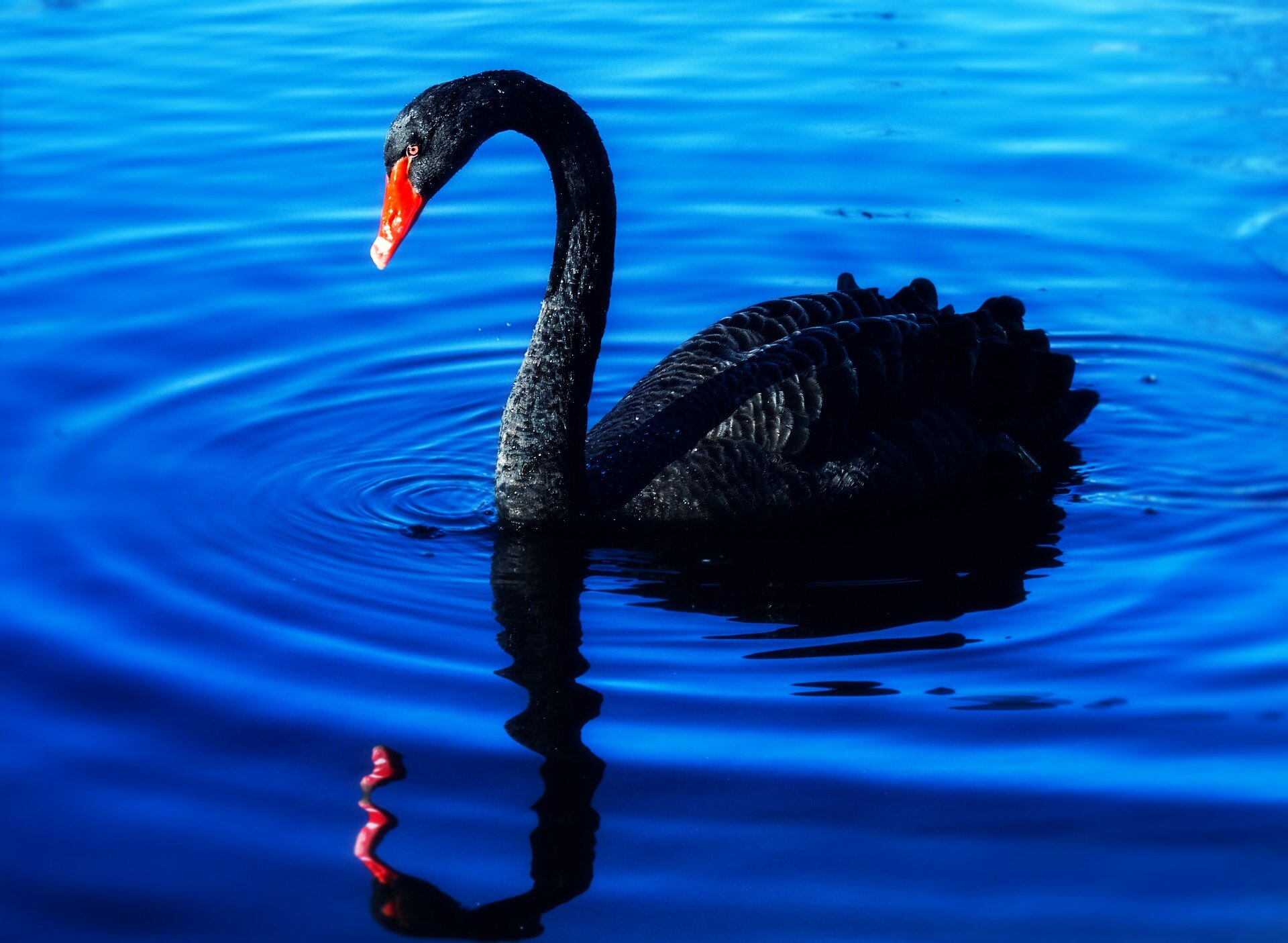 Black Swan Recovery — Espenshade Counseling