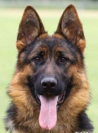 Farah - German Shepherd Dog